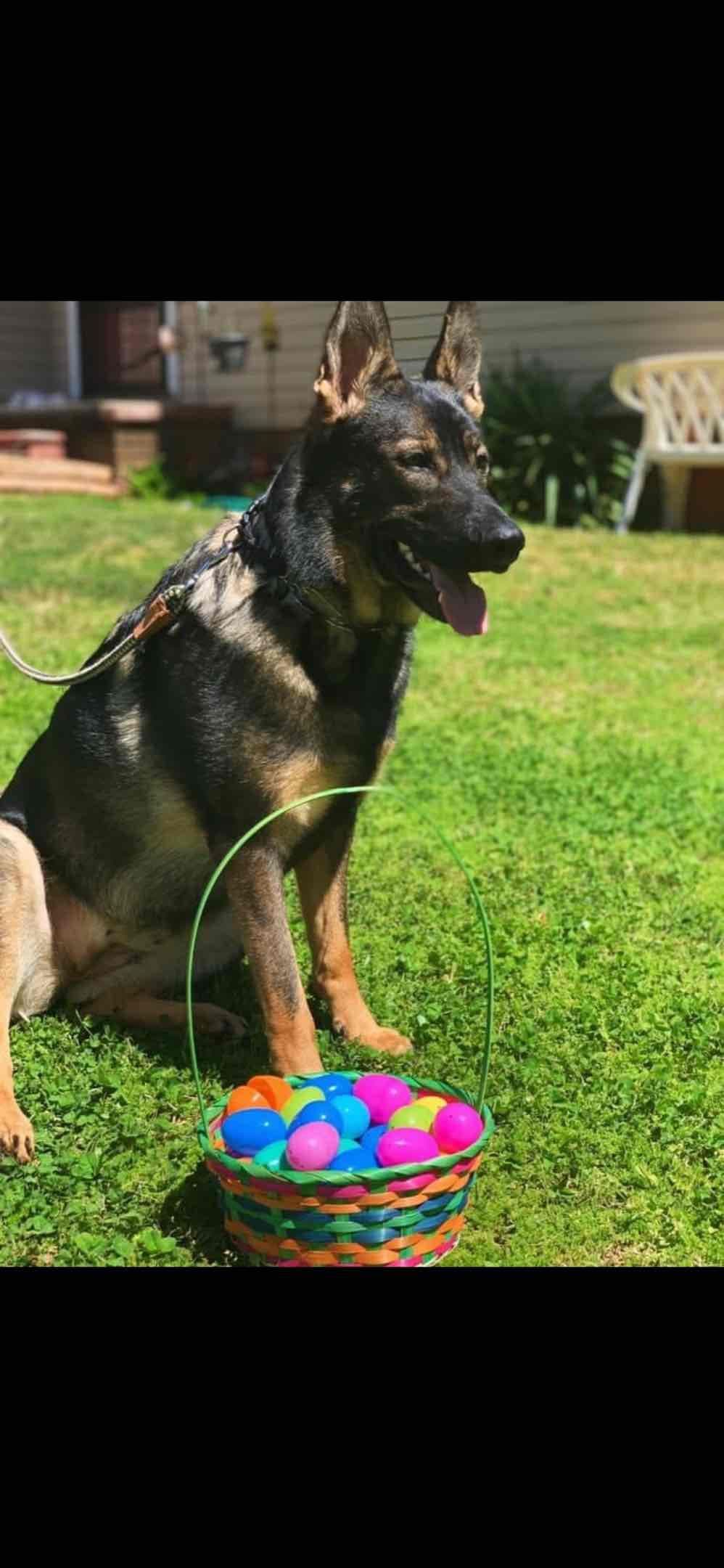 German Shepherd Dog Puppies breeder image 6
