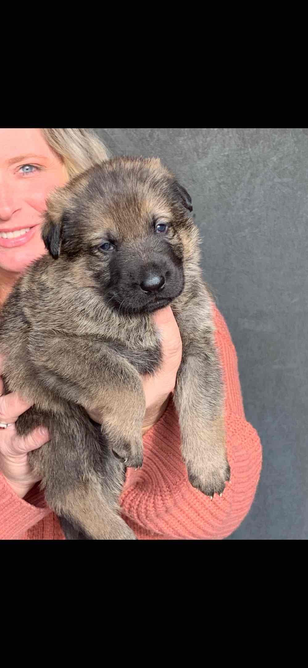 German Shepherd Dog Puppies breeder image 7