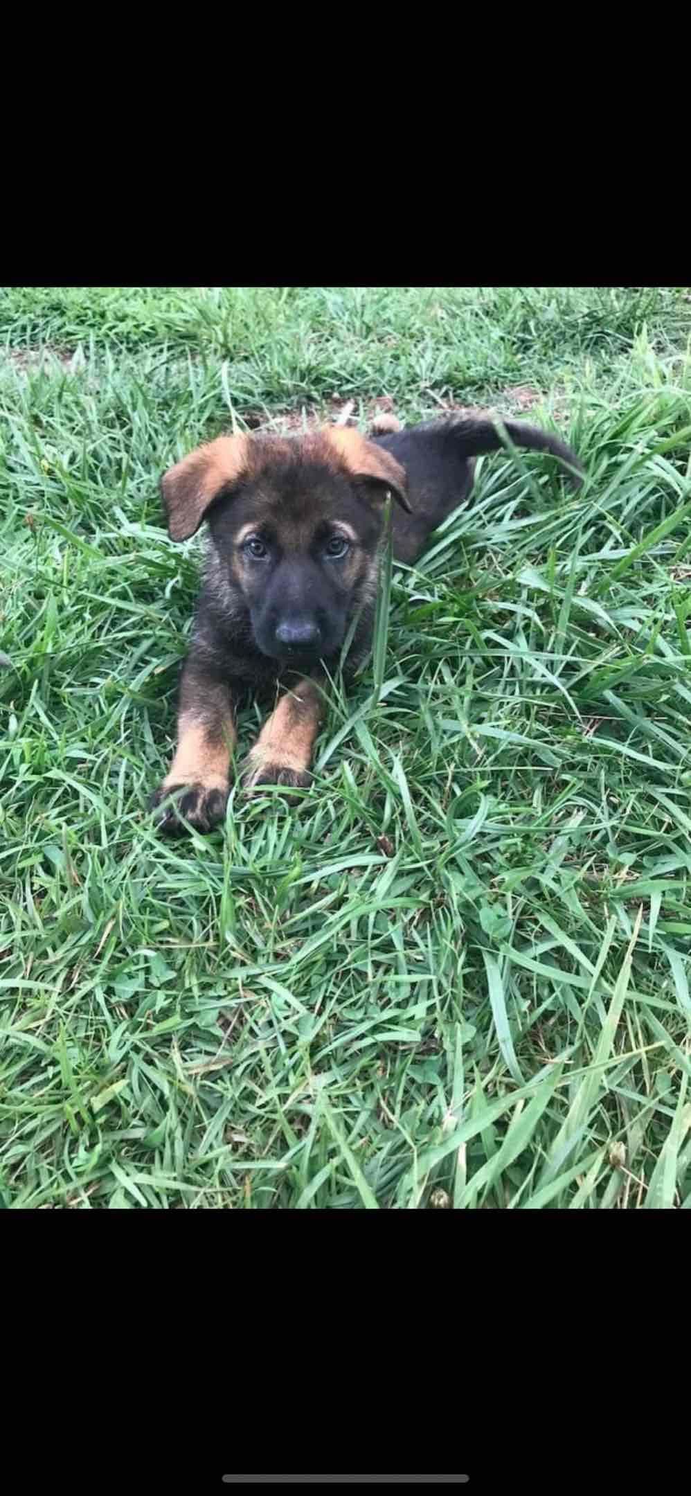 German Shepherd Dog Puppies breeder image 13