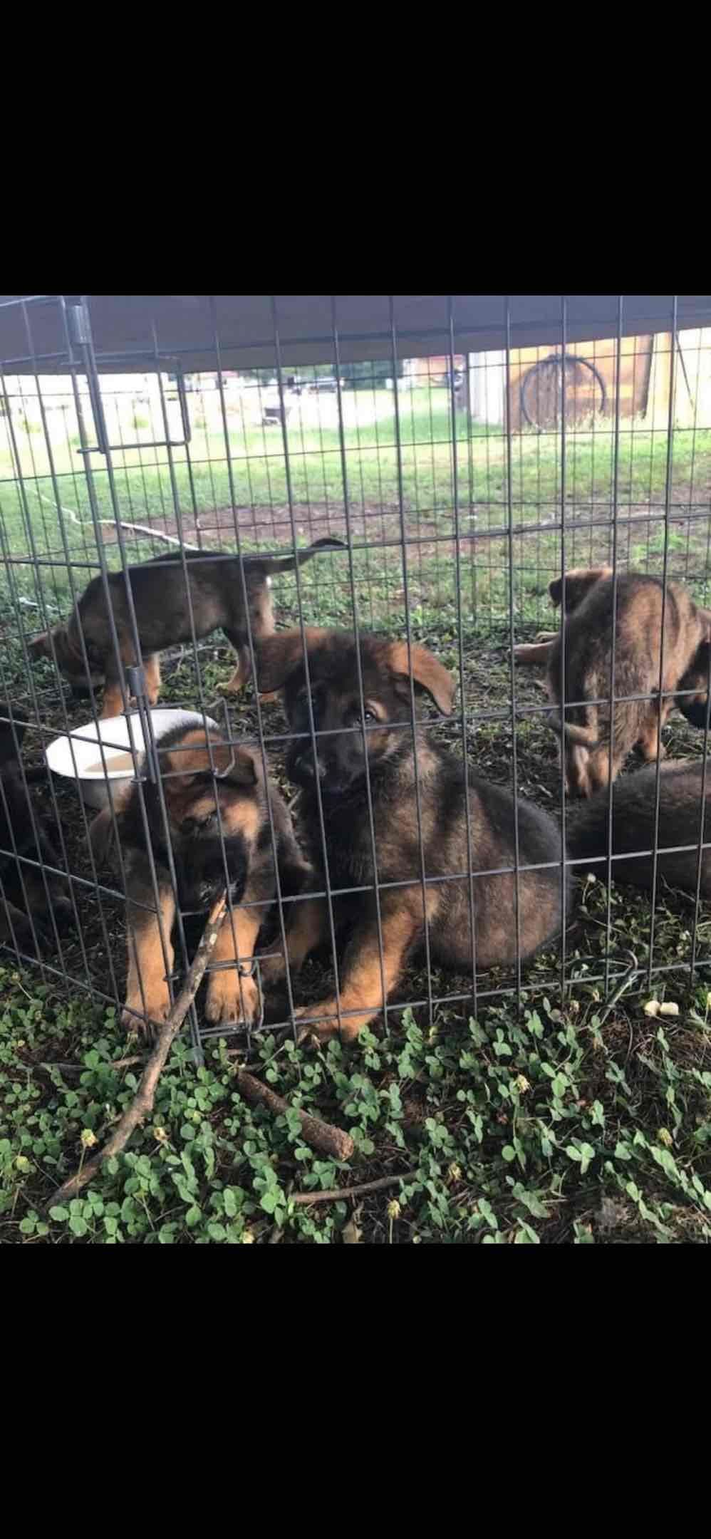 German Shepherd Dog Puppies breeder image 10