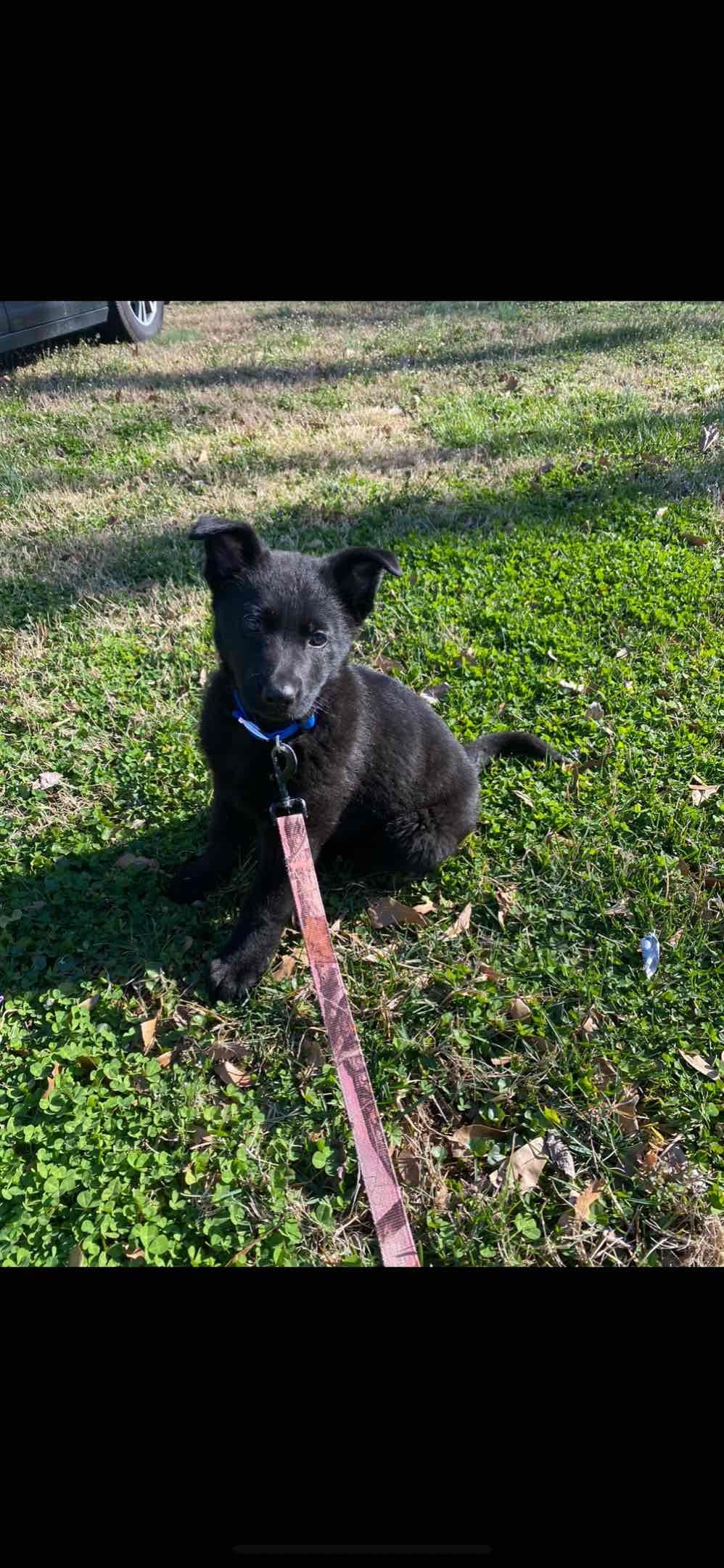 German Shepherd Dog Puppies breeder image 11