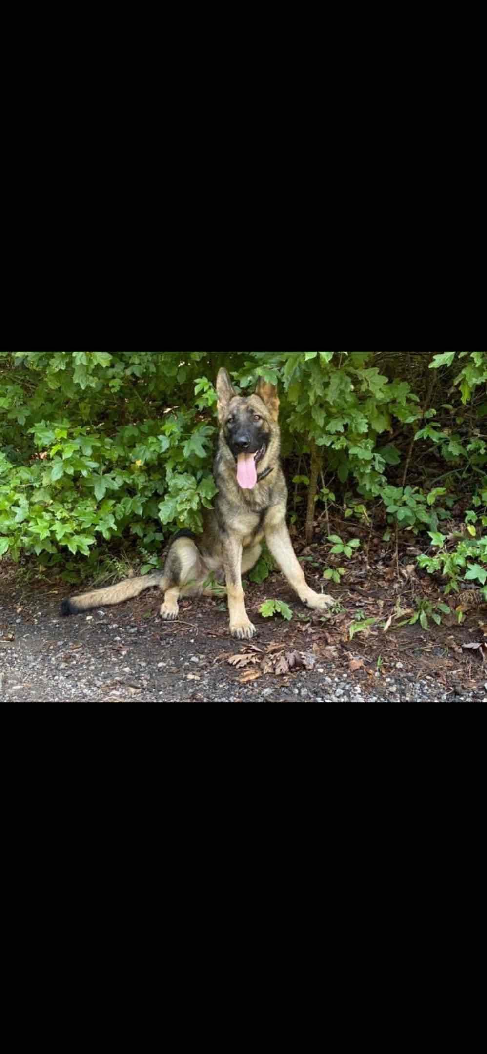 German Shepherd Dog Puppies breeder image 15