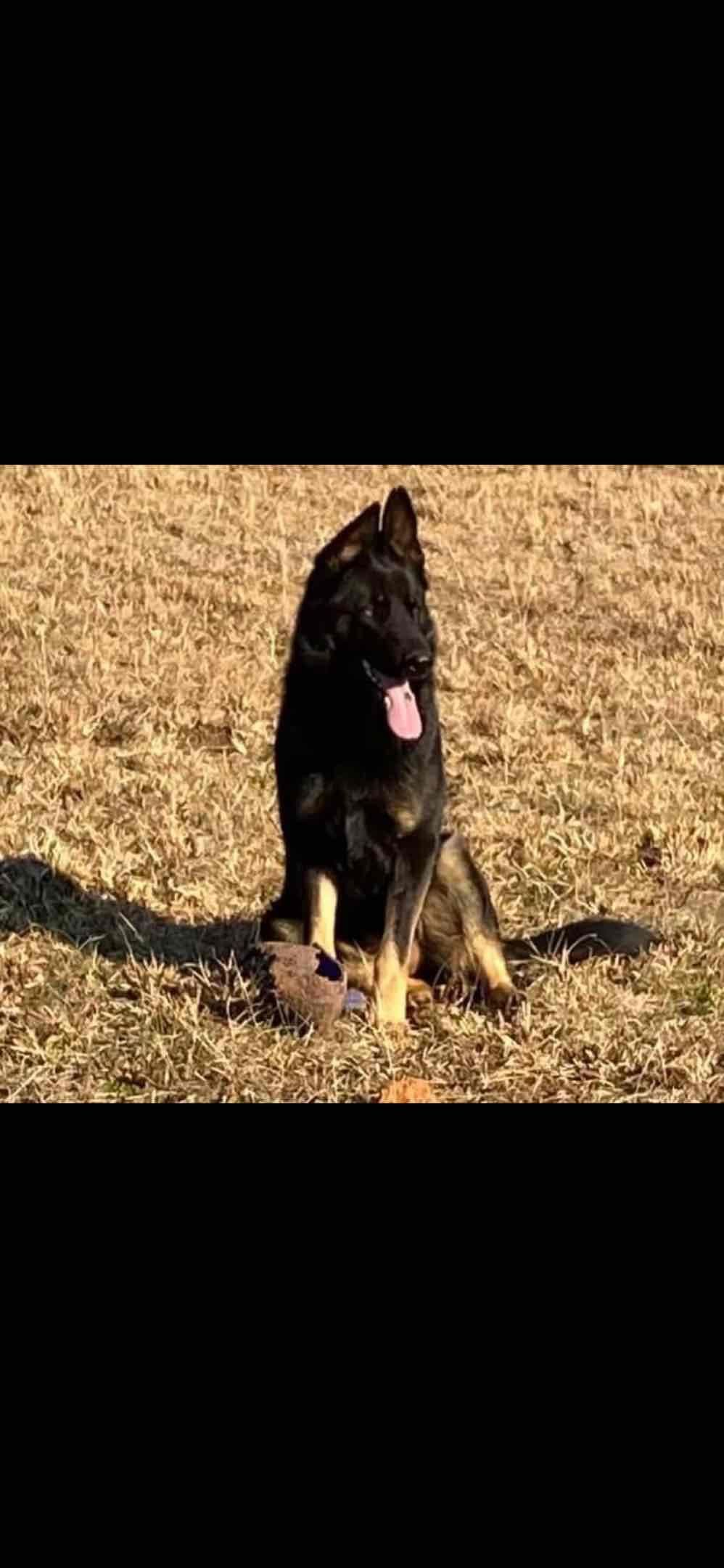 German Shepherd Dog Puppies breeder image 19