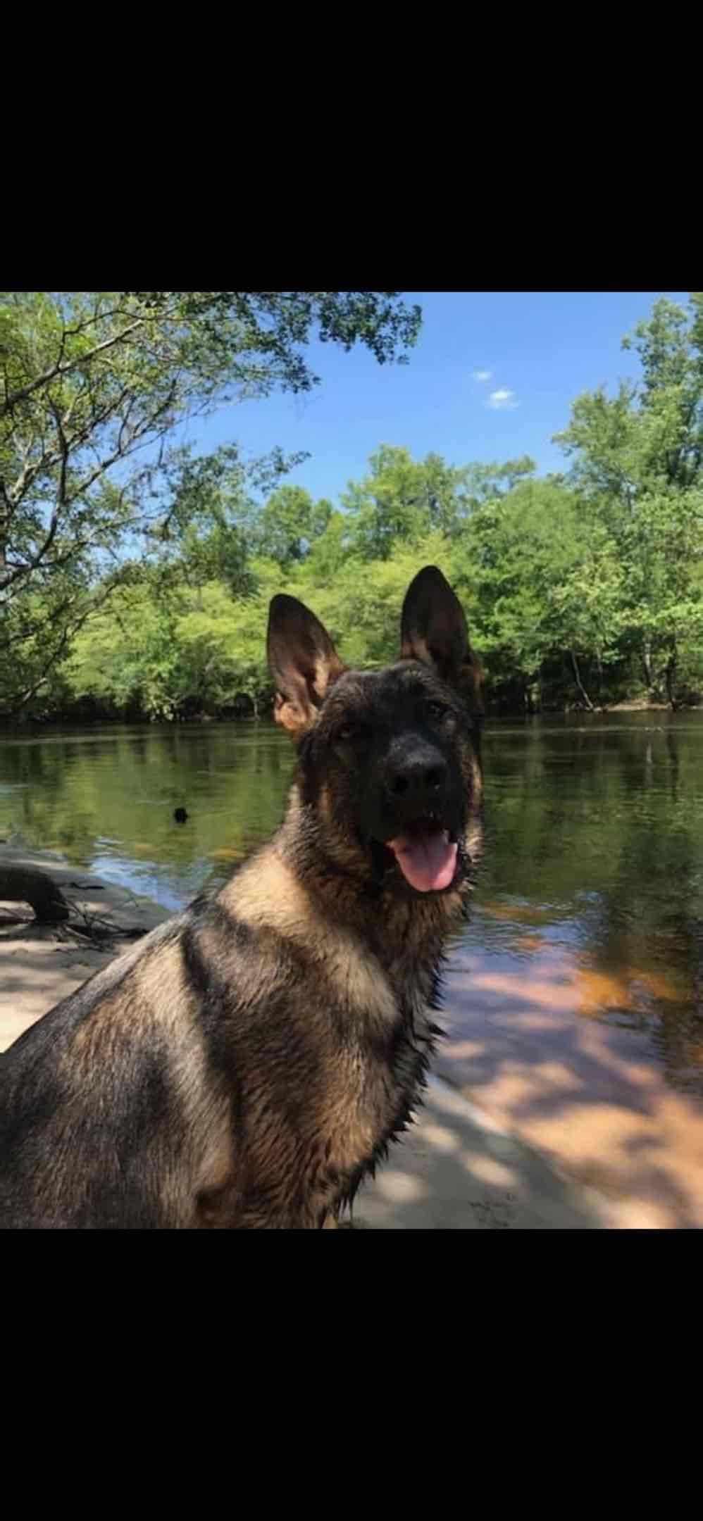 German Shepherd Dog Puppies breeder image 31