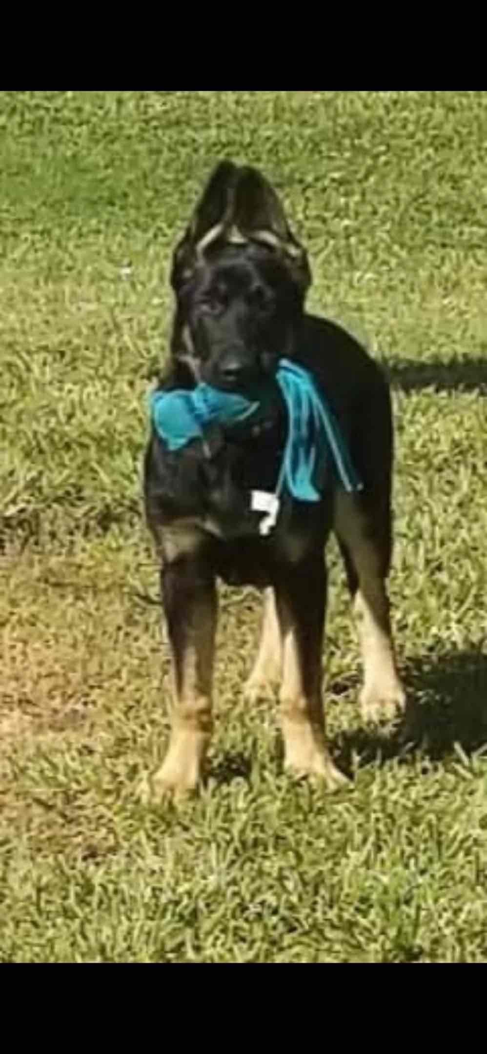 German Shepherd Dog Puppies breeder image 28
