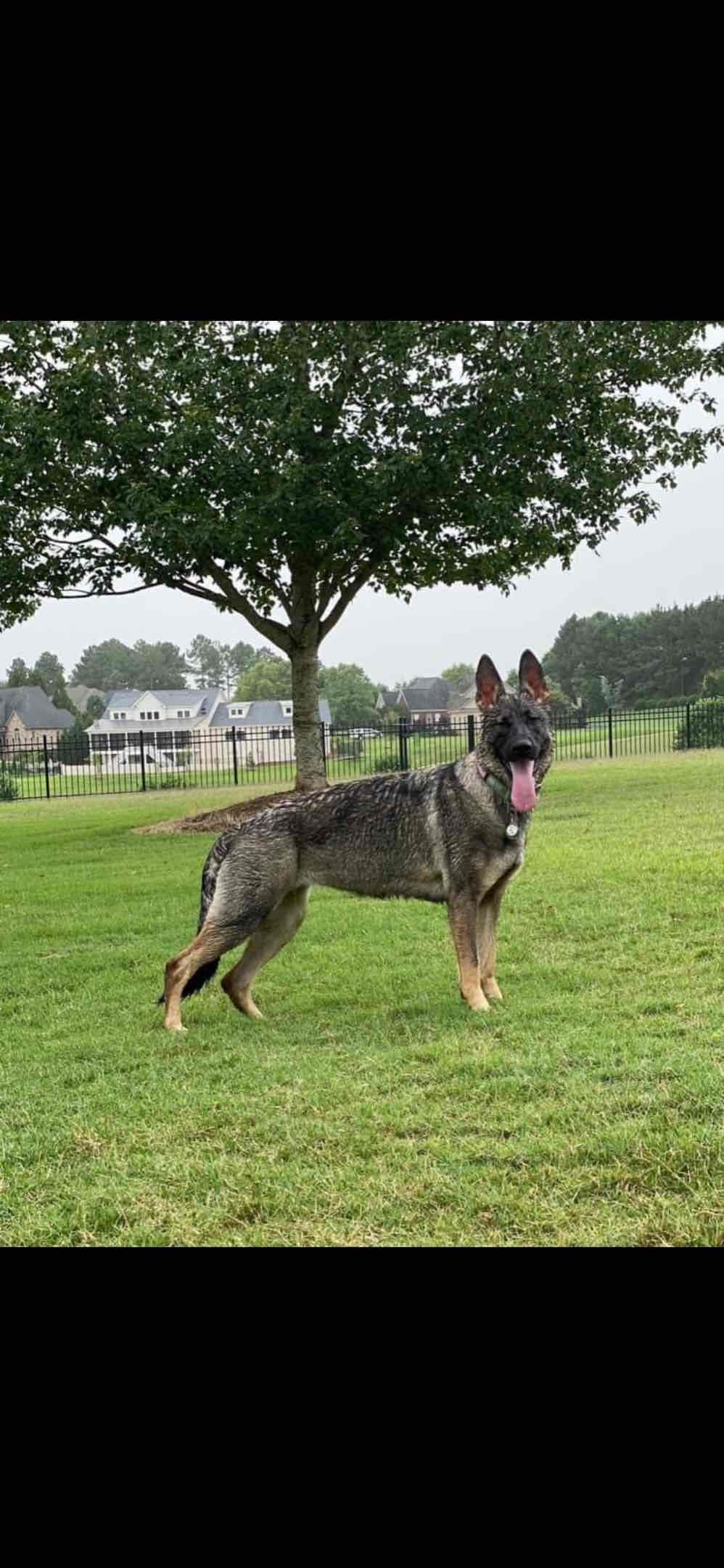 German Shepherd Dog Puppies breeder image 23