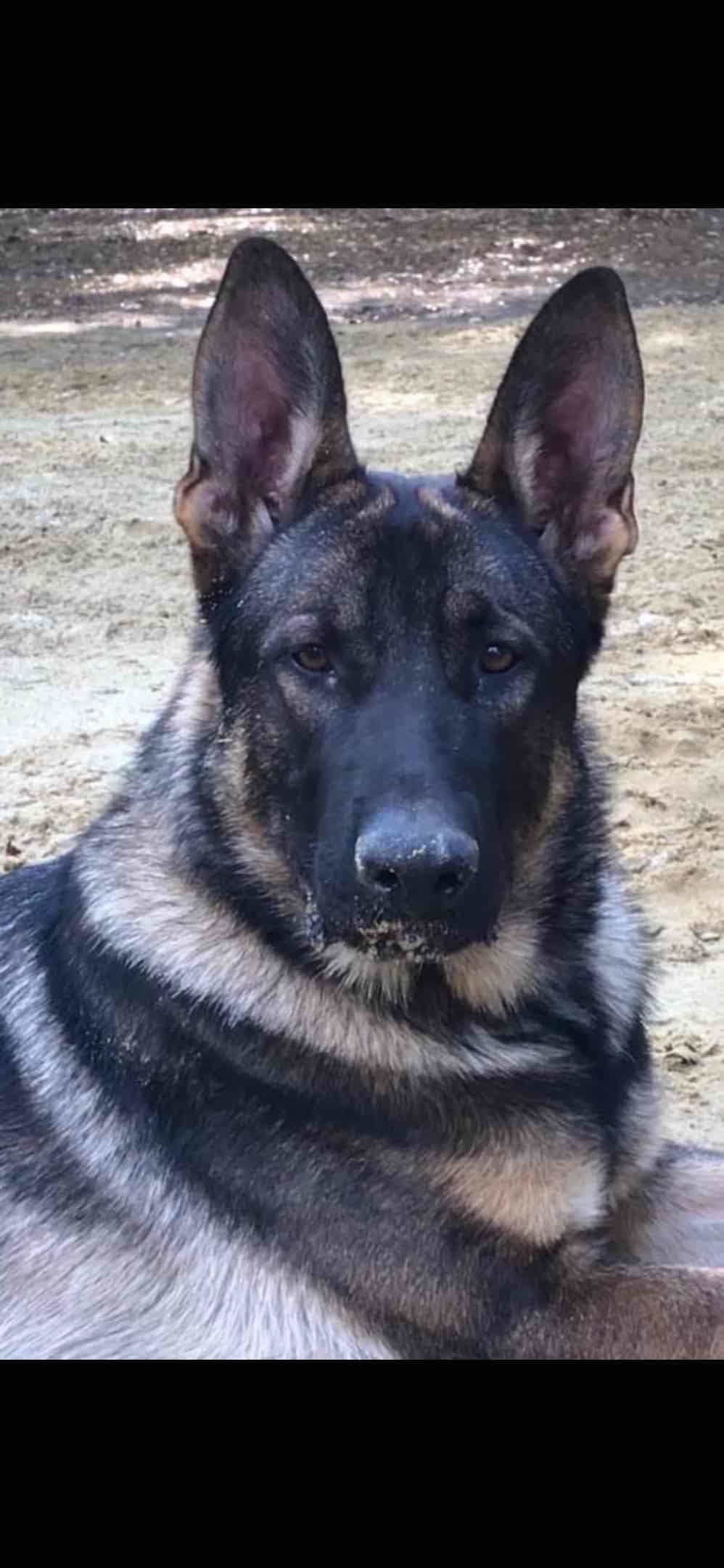 German Shepherd Dog Puppies breeder image 22