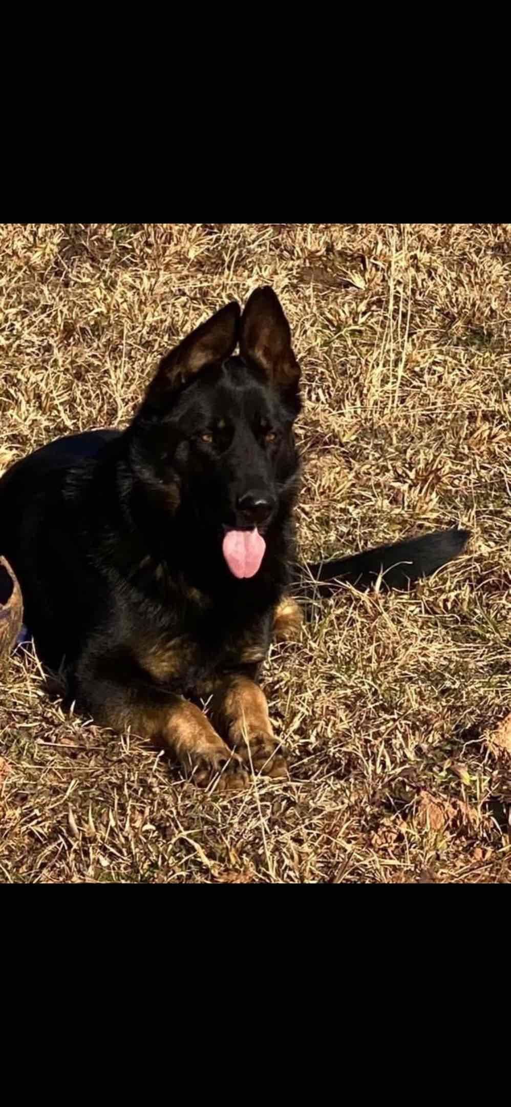 German Shepherd Dog Puppies breeder image 25