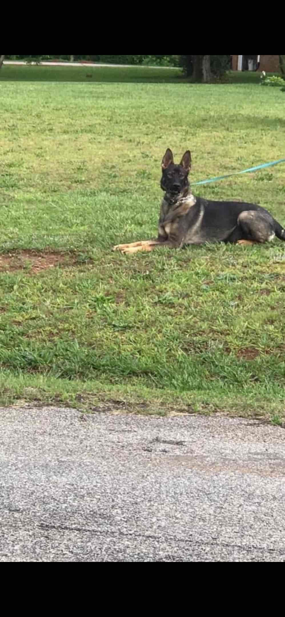 German Shepherd Dog Puppies breeder image 24