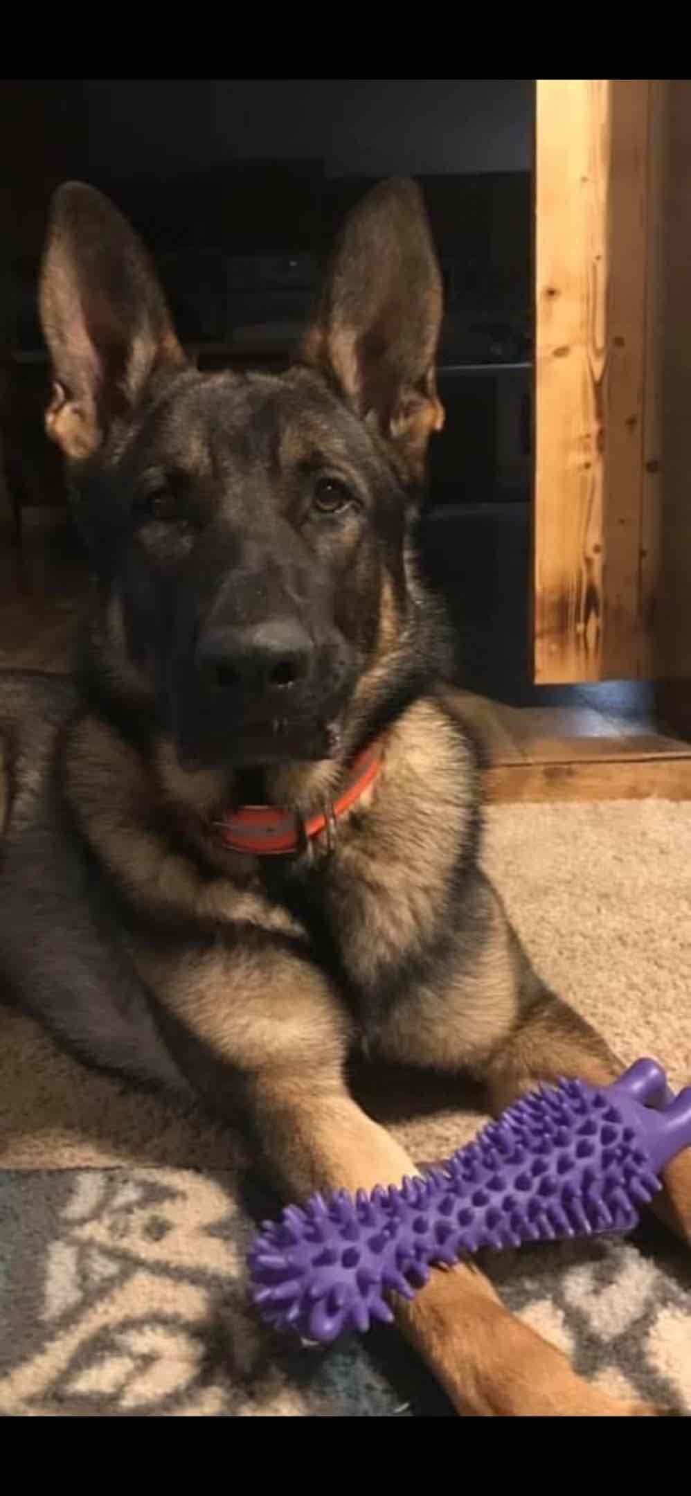German Shepherd Dog Puppies breeder image 26