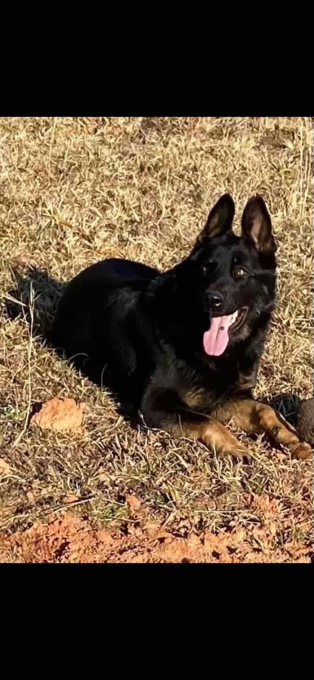 German Shepherd Dog Puppies breeder image 27