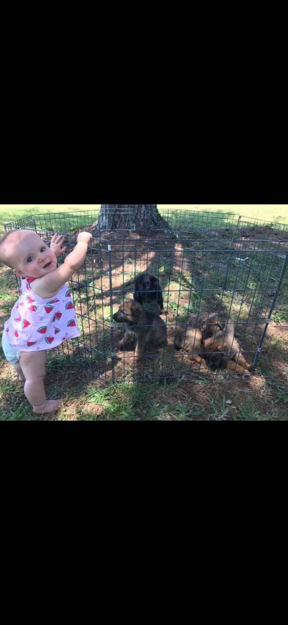 German Shepherd Dog Puppies breeder image 35