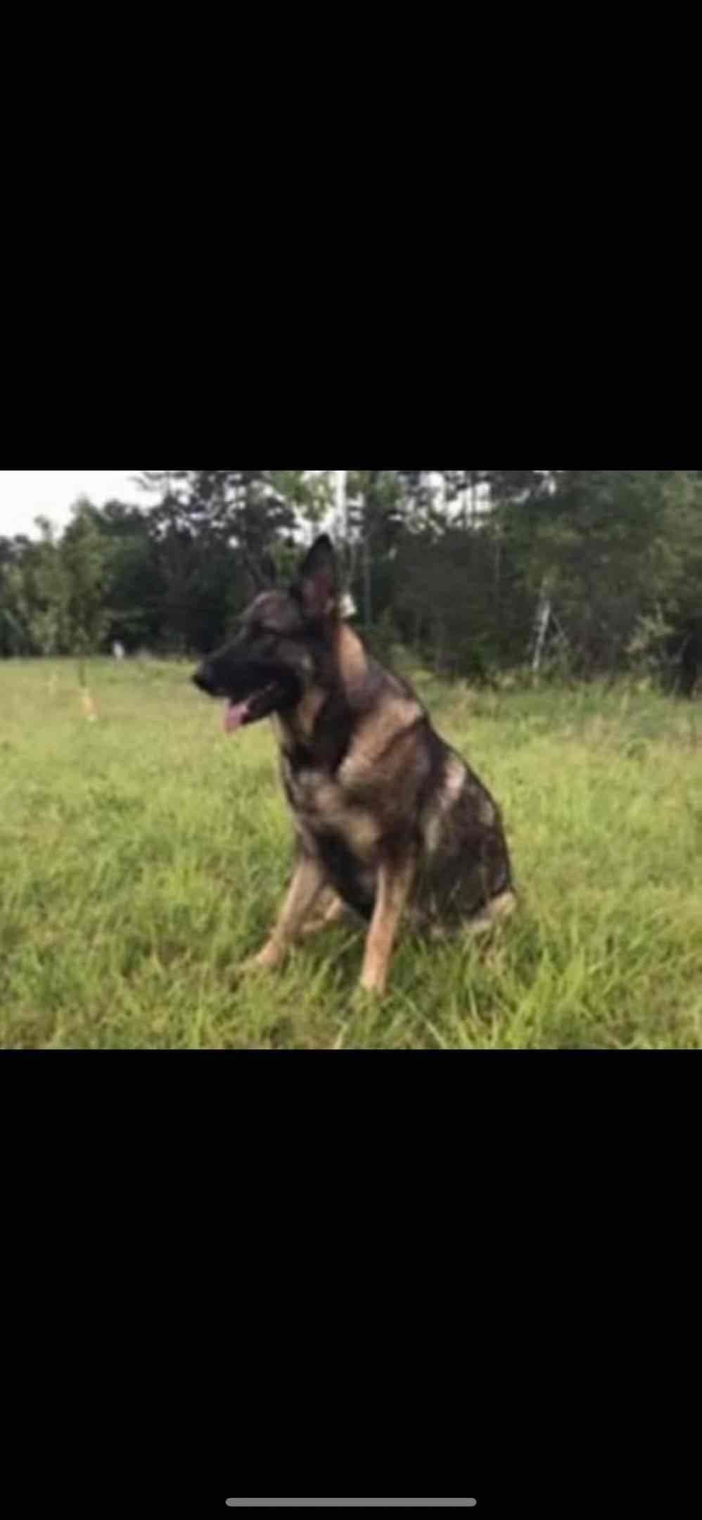 German Shepherd Dog Puppies breeder image 36