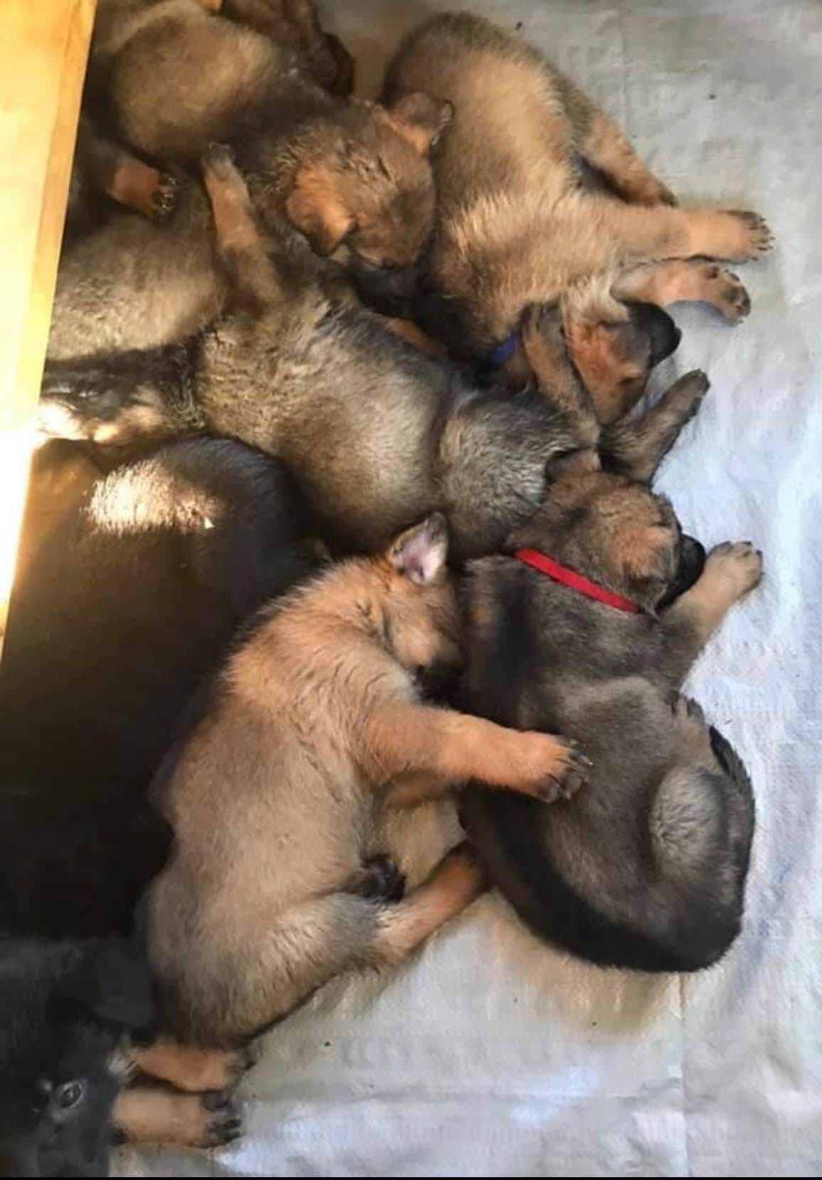 German Shepherd Dog Puppies breeder image 37