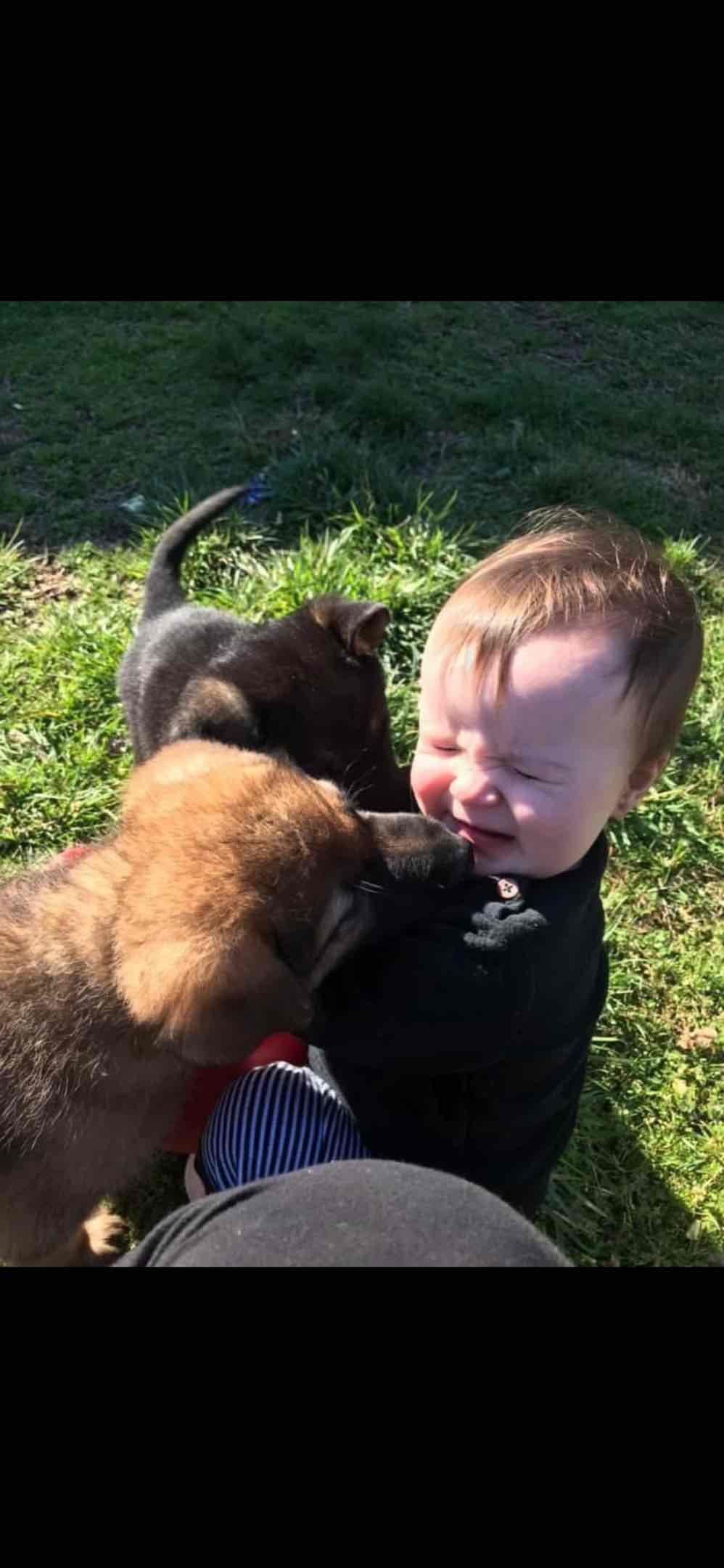 German Shepherd Dog Puppies breeder image 43