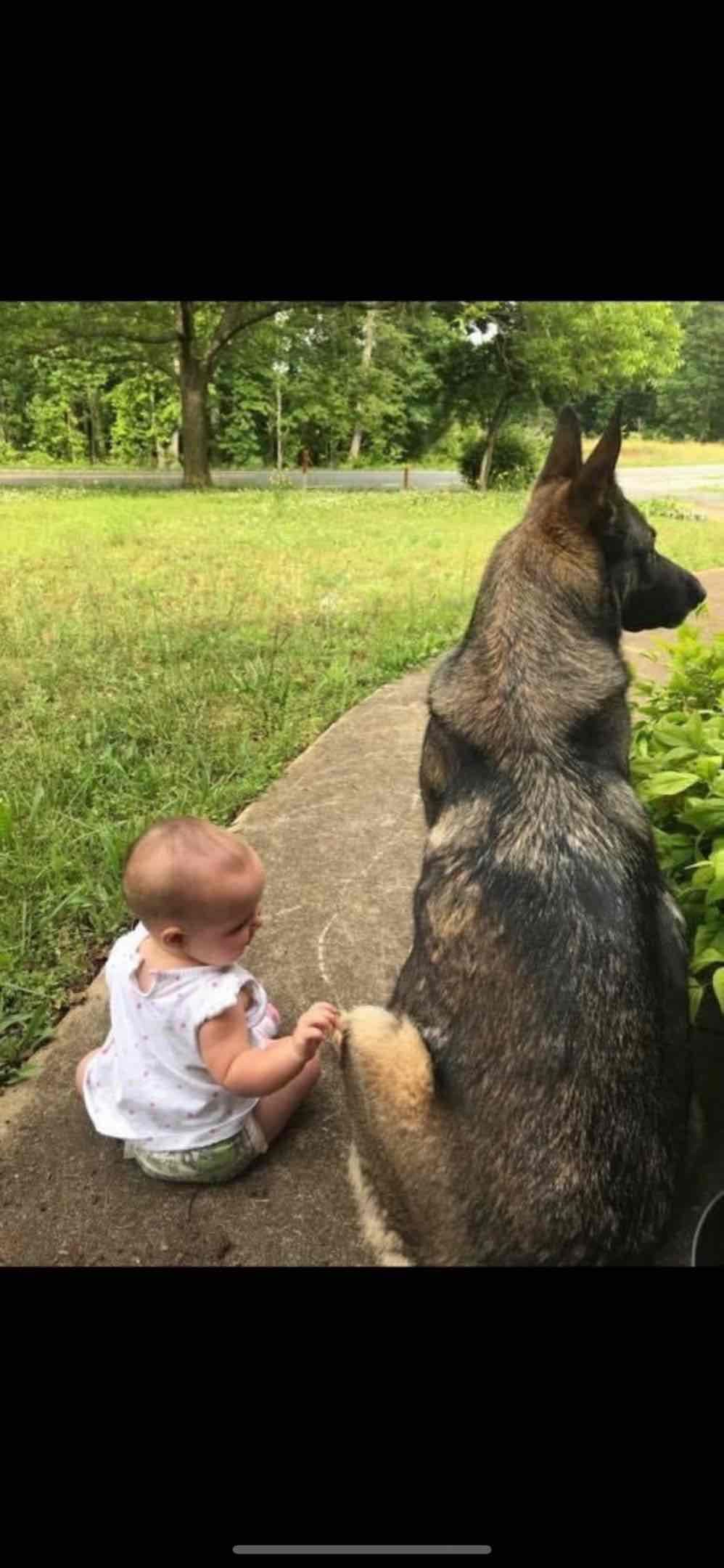 German Shepherd Dog Puppies breeder image 42