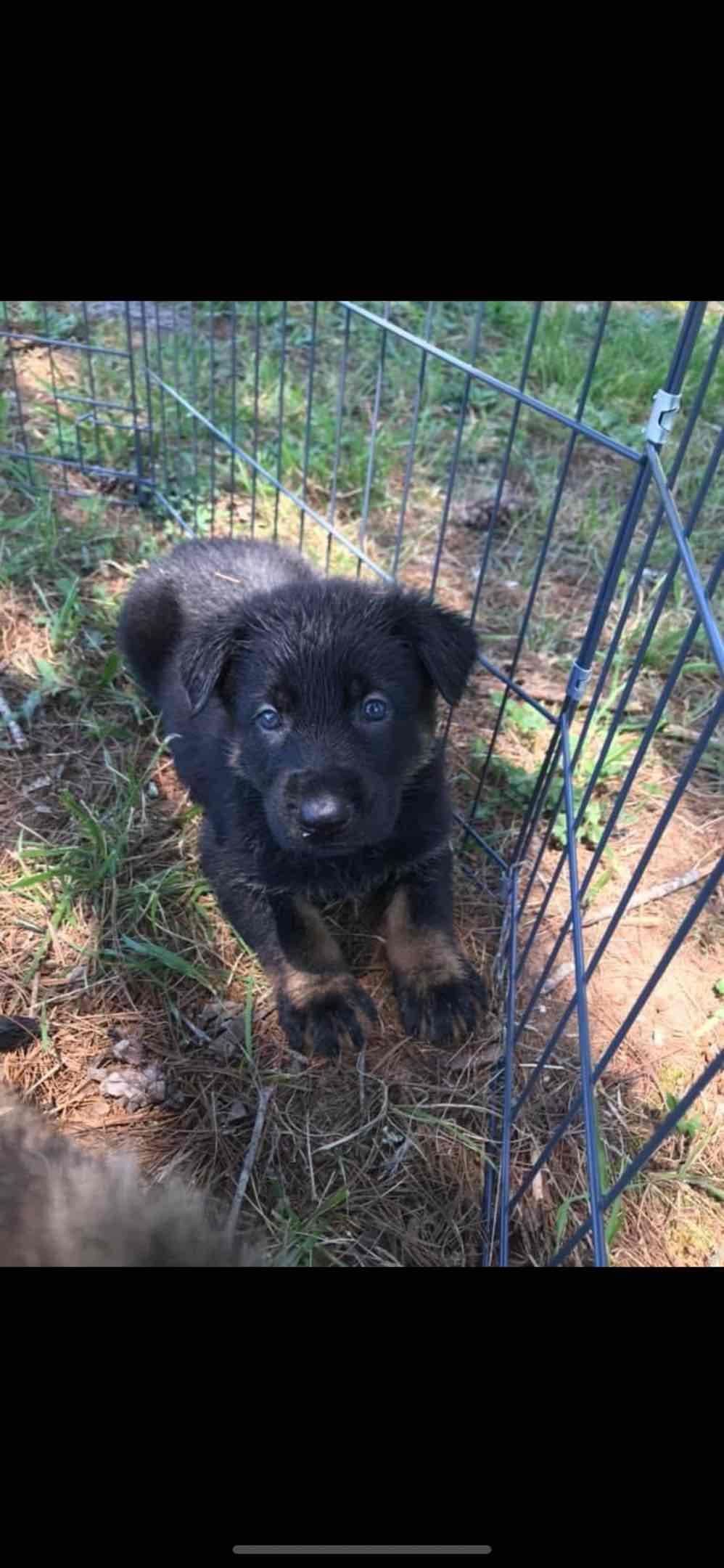 German Shepherd Dog Puppies breeder image 44