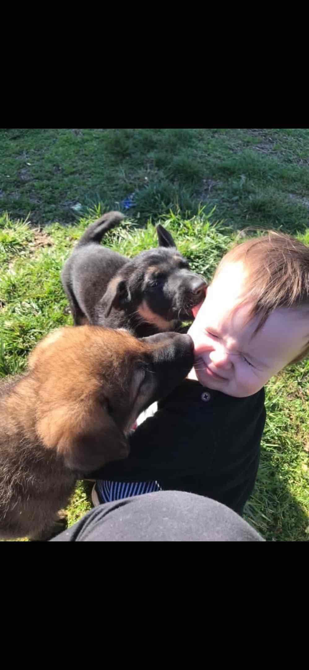 German Shepherd Dog Puppies breeder image 46