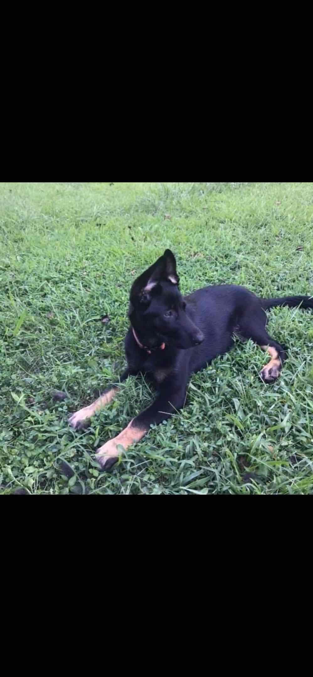 German Shepherd Dog Puppies breeder image 45