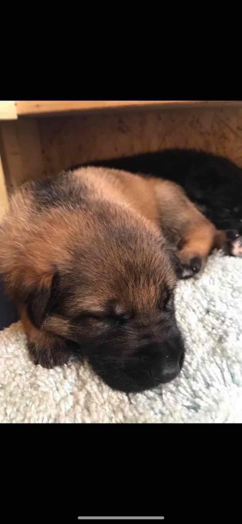 German Shepherd Dog Puppies breeder image 49