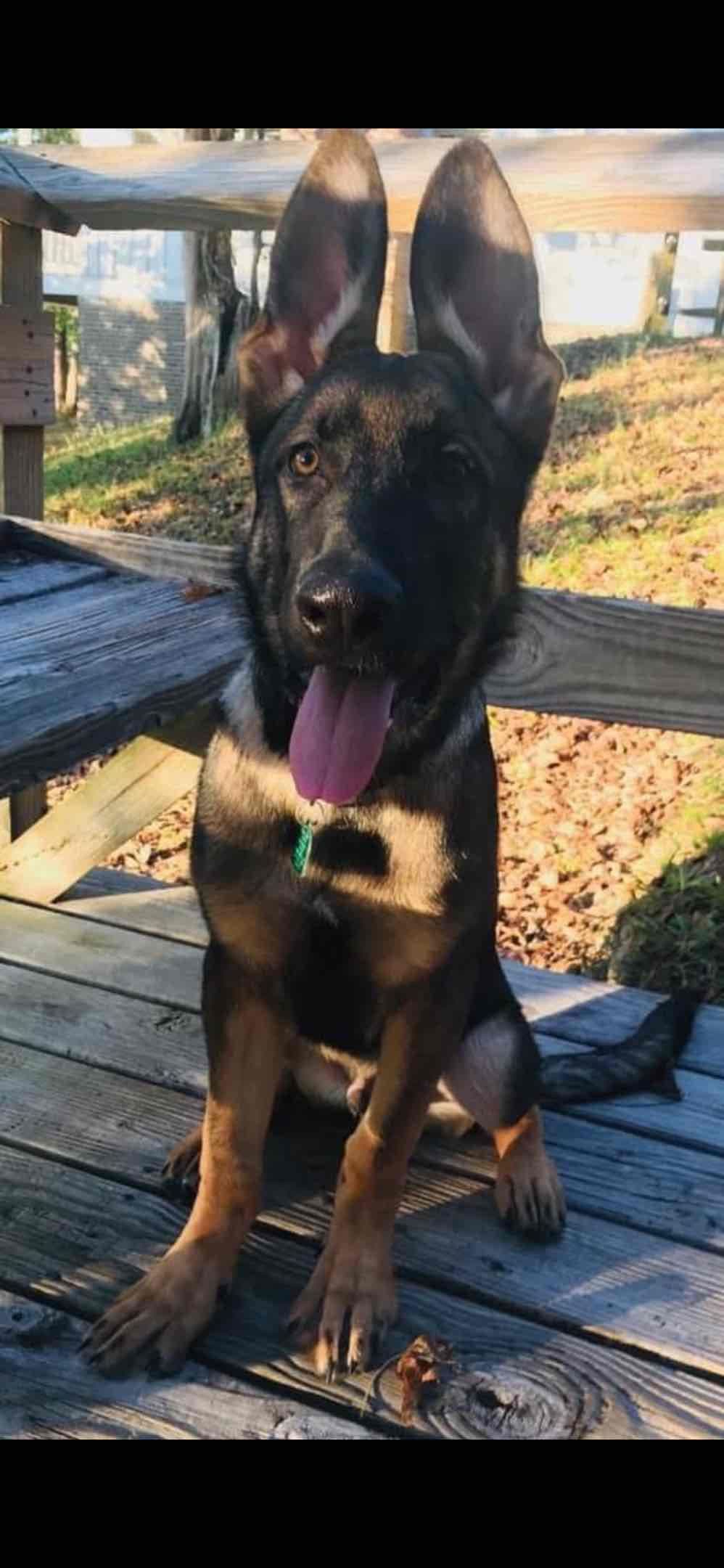 German Shepherd Dog Puppies breeder image 50