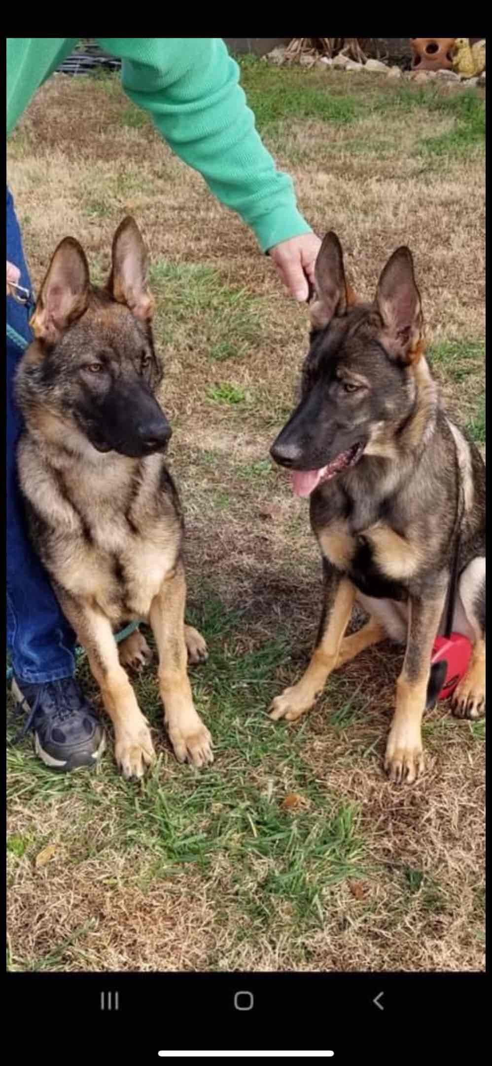 German Shepherd Dog Puppies breeder image 56