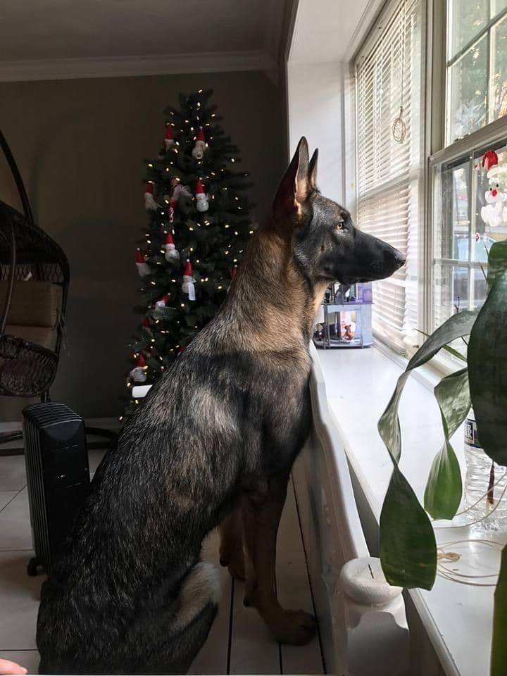 German Shepherd Dog Puppies breeder image 58