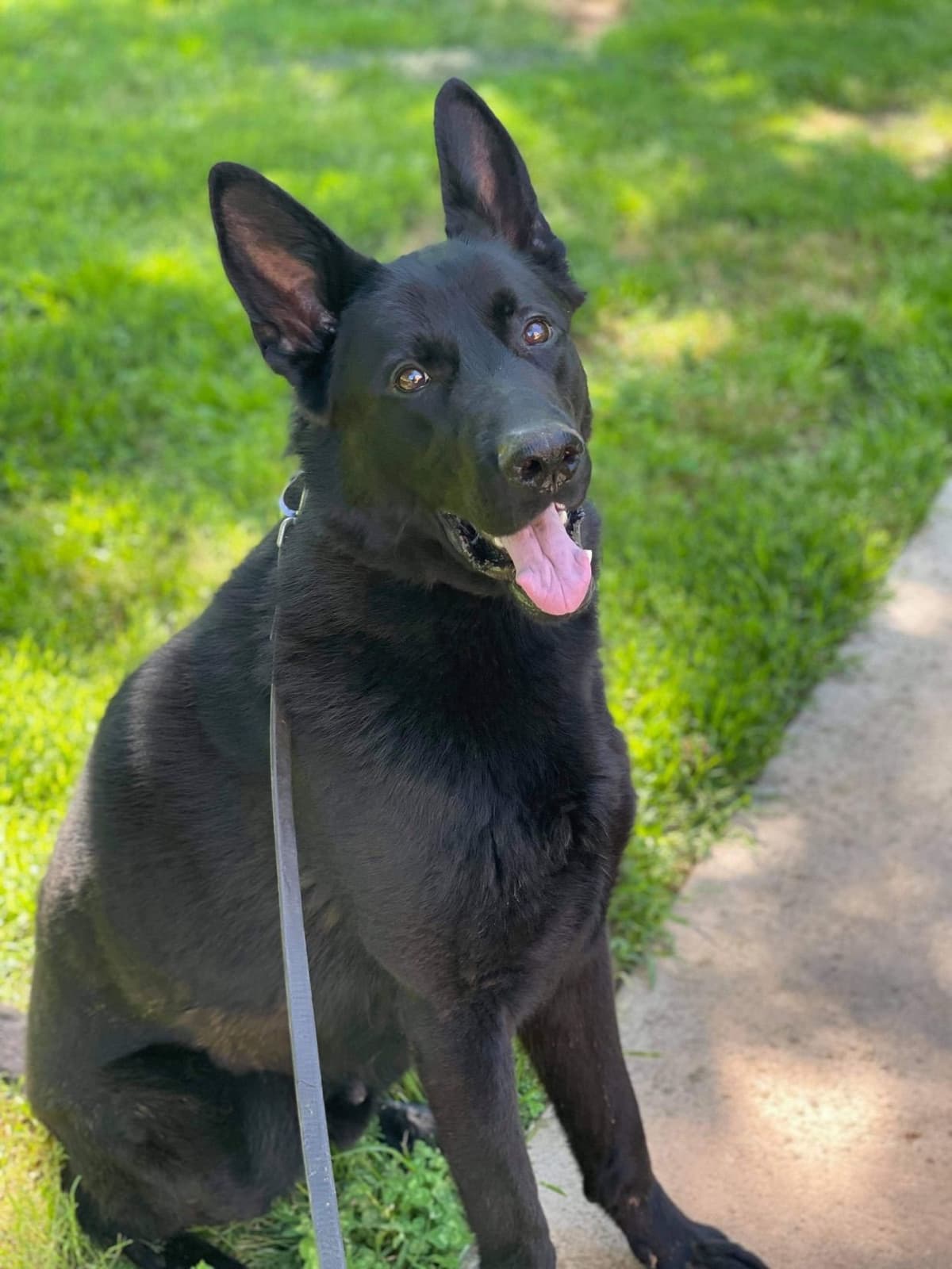 German Shepherd Dog Puppies breeder image 63