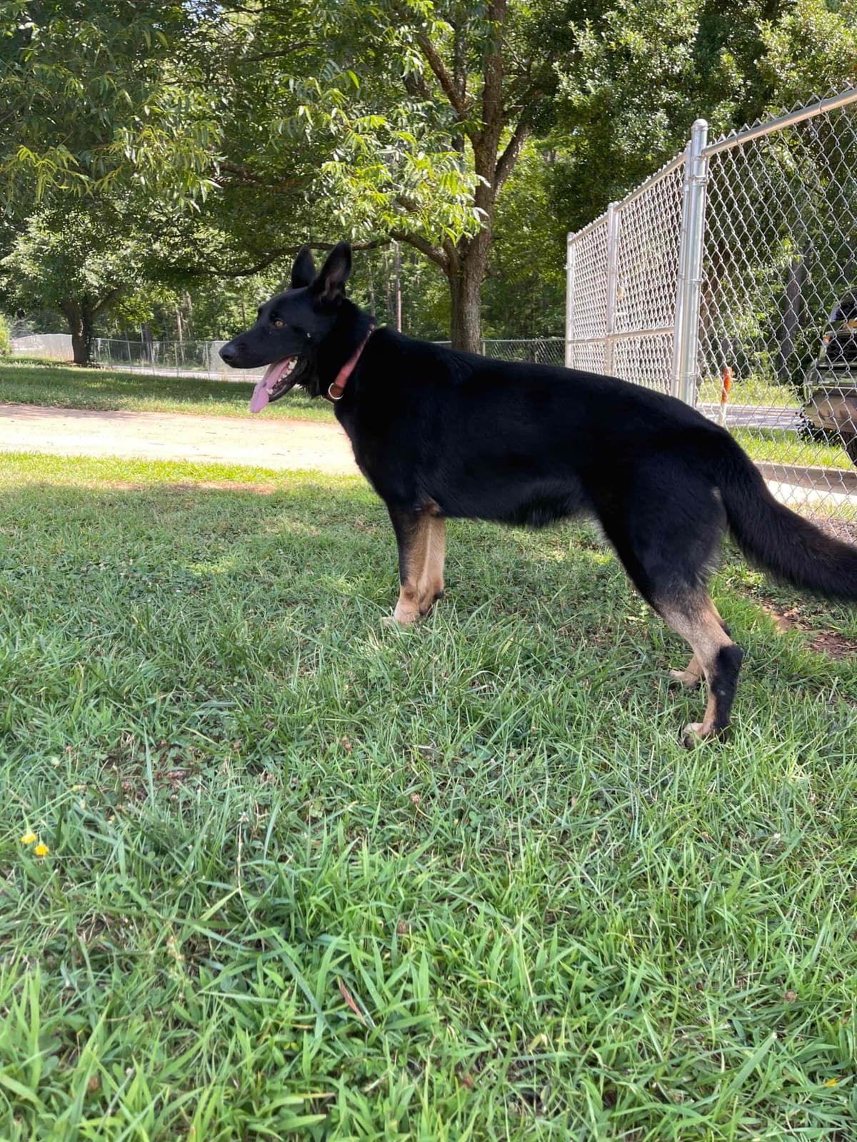 German Shepherd Dog Puppies breeder image 66