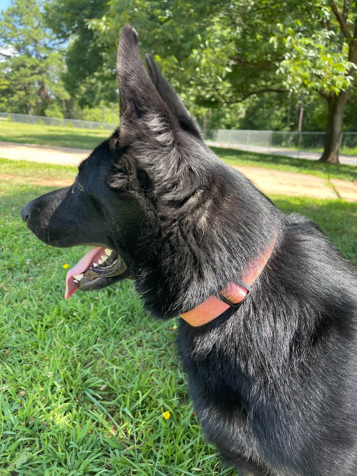 German Shepherd Dog Puppies breeder image 67