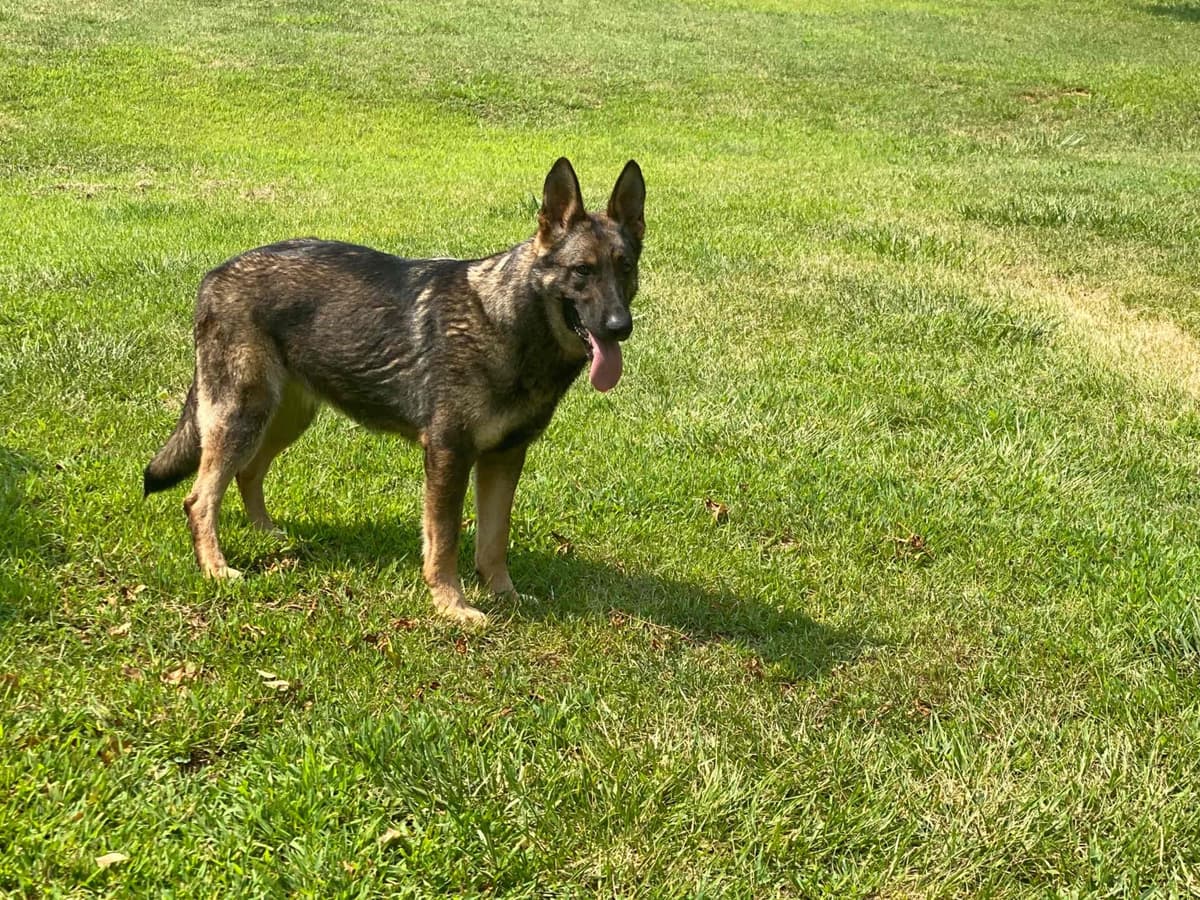 German Shepherd Dog Puppies breeder image 70