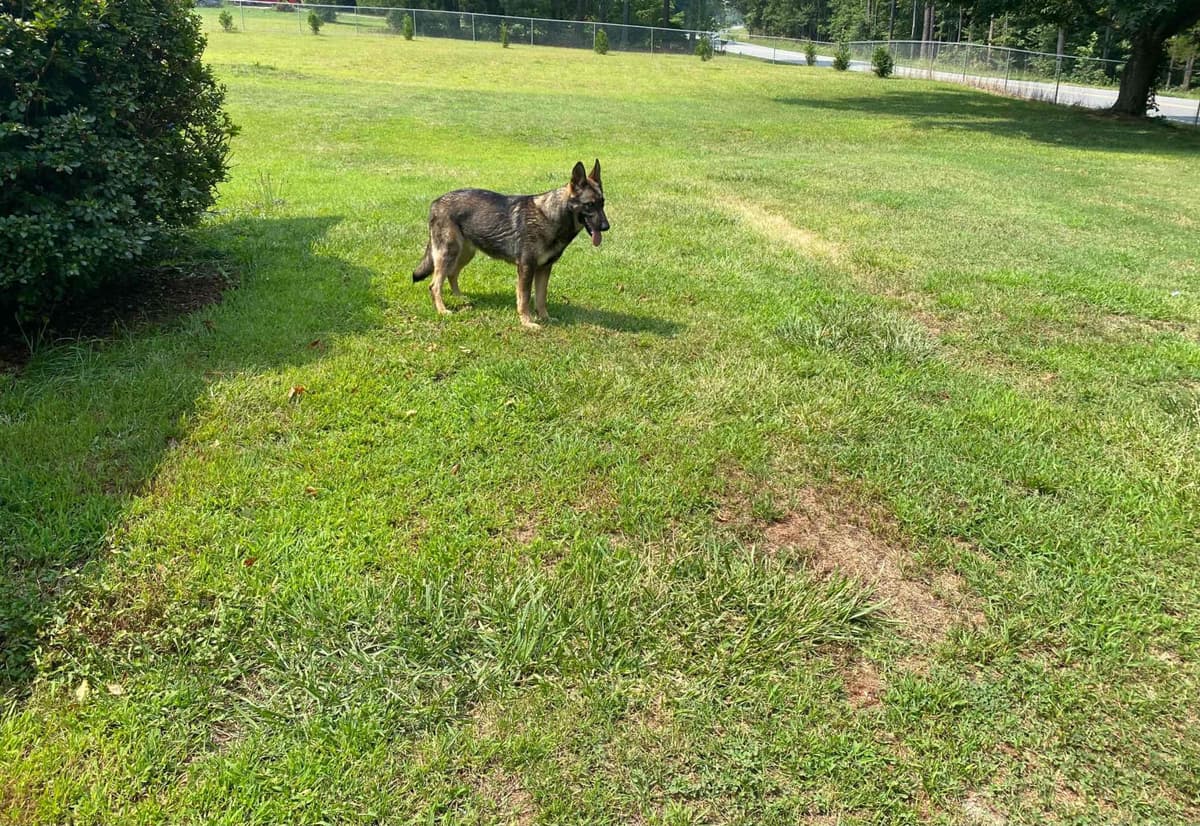 German Shepherd Dog Puppies breeder image 72