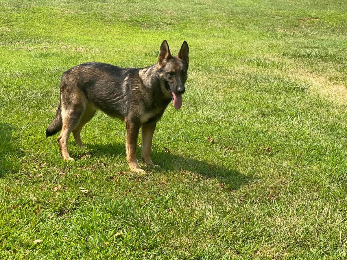 German Shepherd Dog Puppies breeder image 73