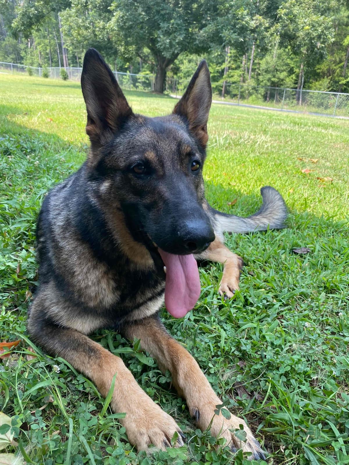 German Shepherd Dog Puppies breeder image 74