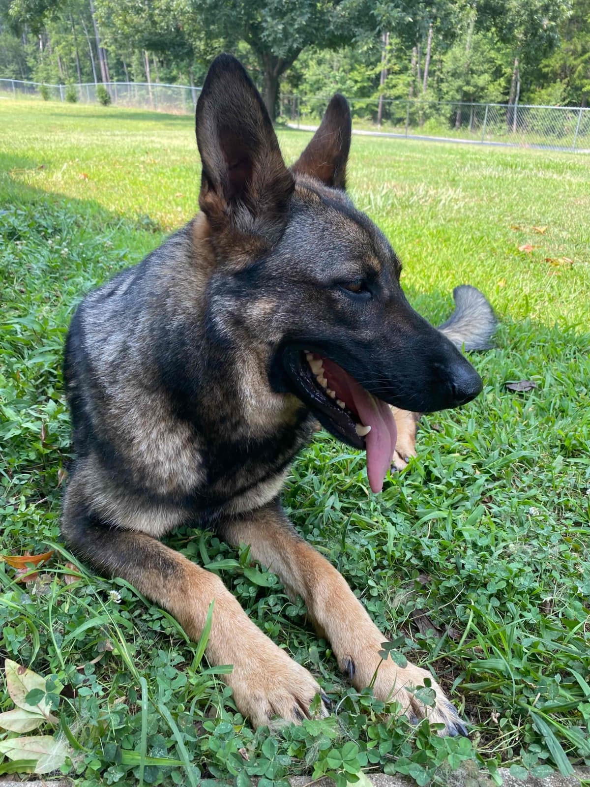 German Shepherd Dog Puppies breeder image 76