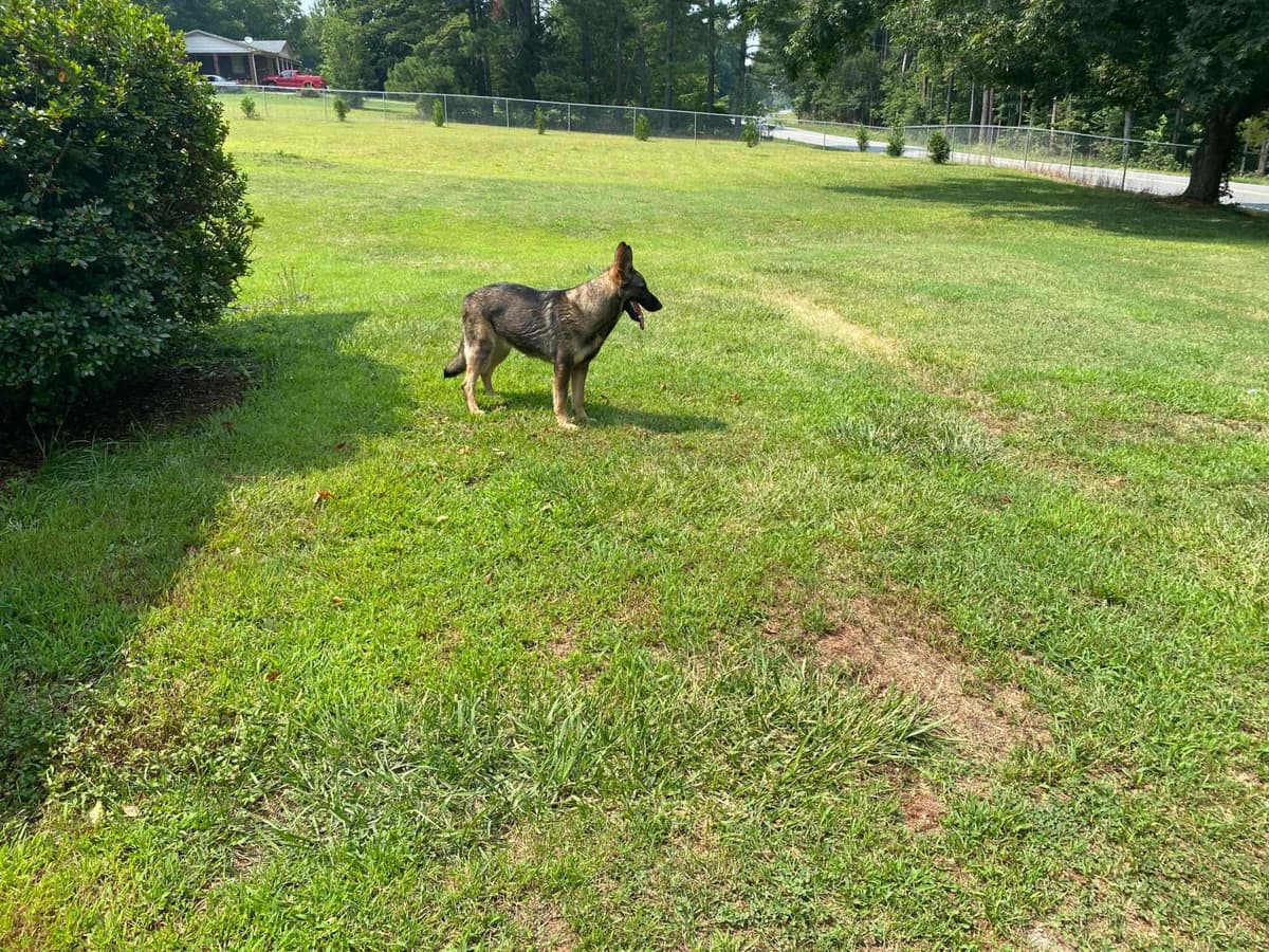 German Shepherd Dog Puppies breeder image 79