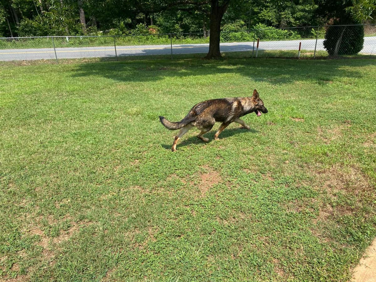 German Shepherd Dog Puppies breeder image 83