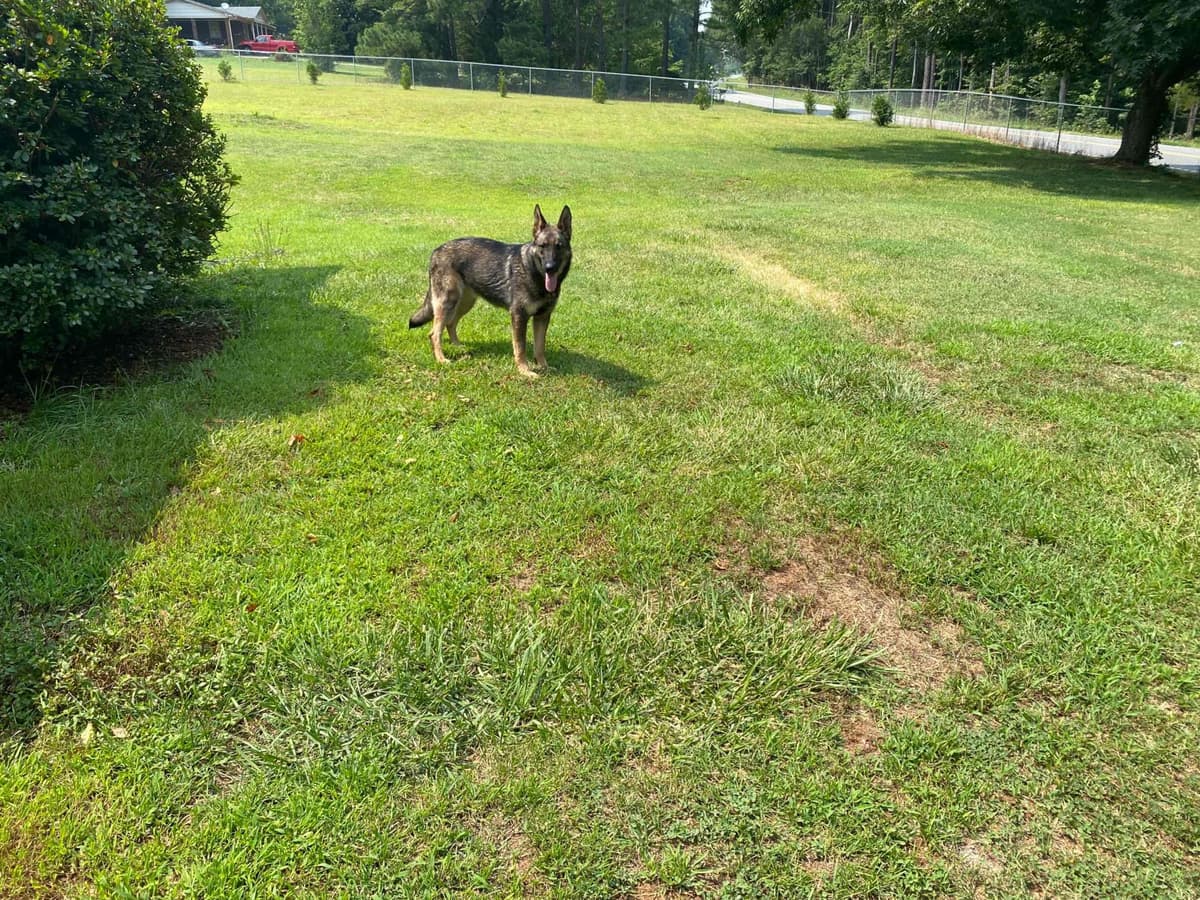 German Shepherd Dog Puppies breeder image 77