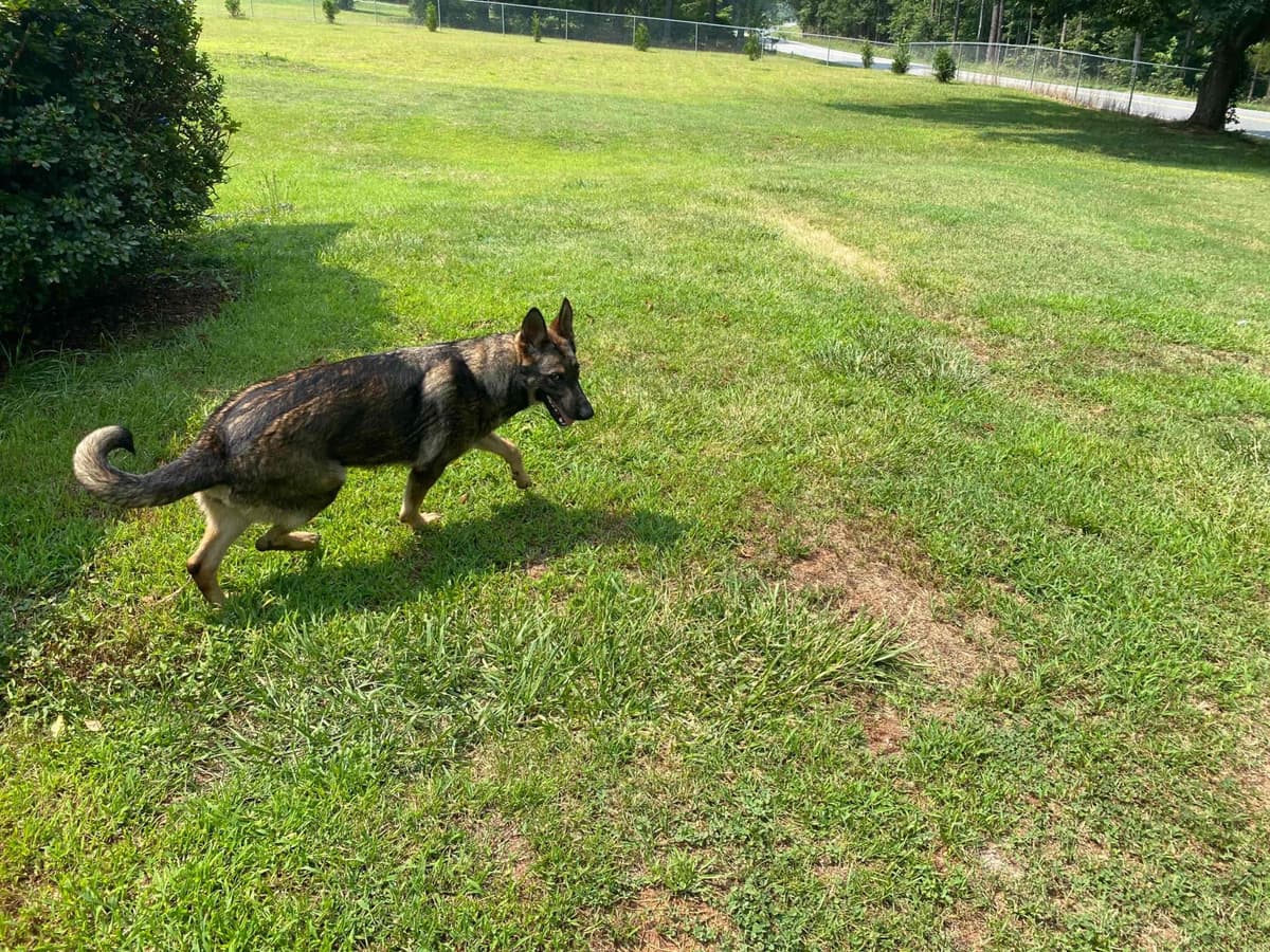German Shepherd Dog Puppies breeder image 81