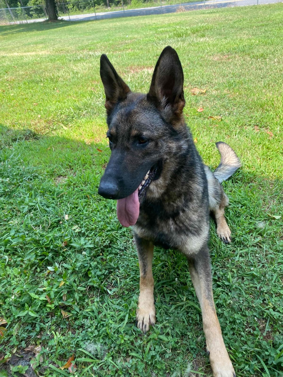 German Shepherd Dog Puppies breeder image 80