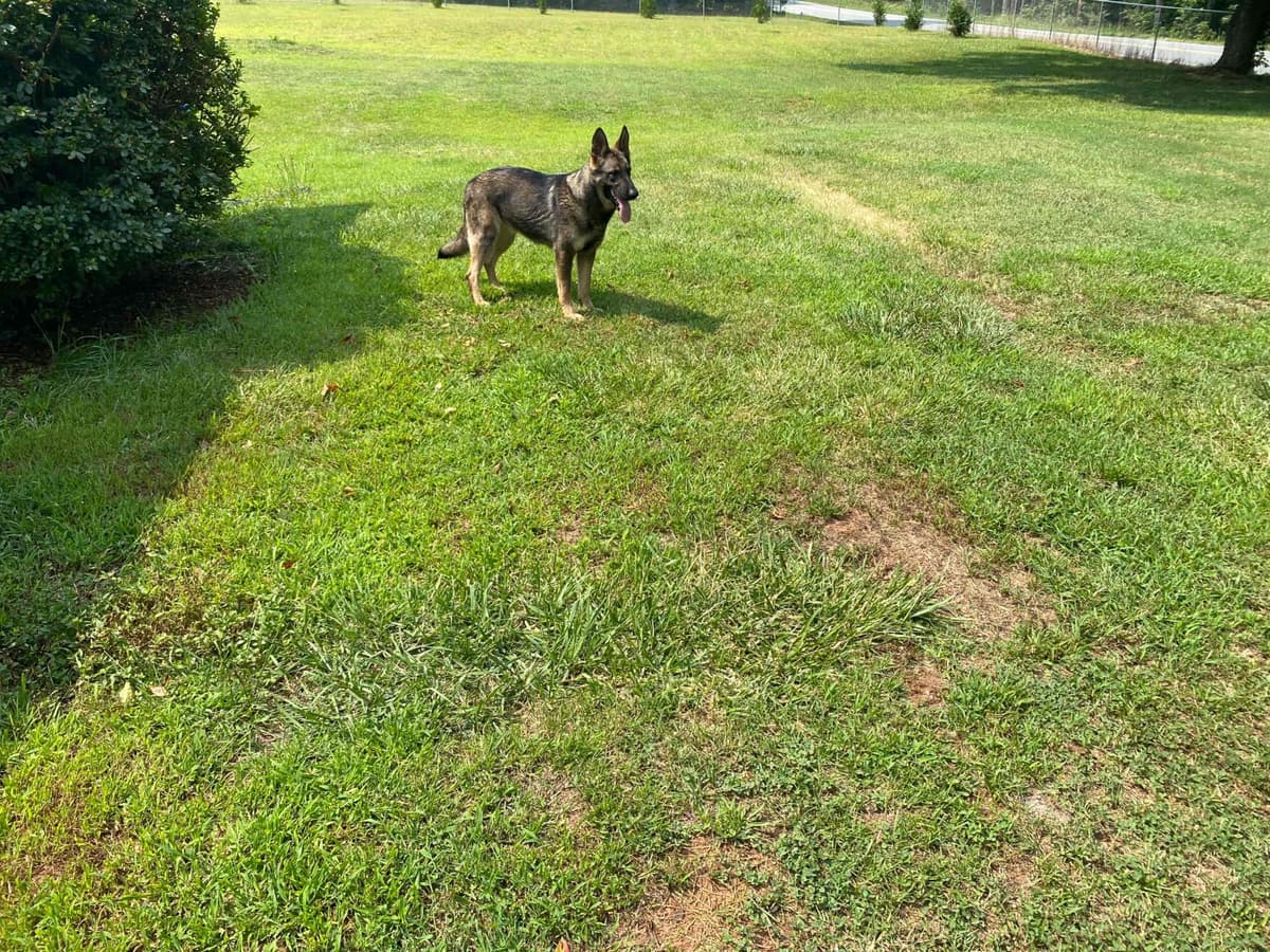 German Shepherd Dog Puppies breeder image 82