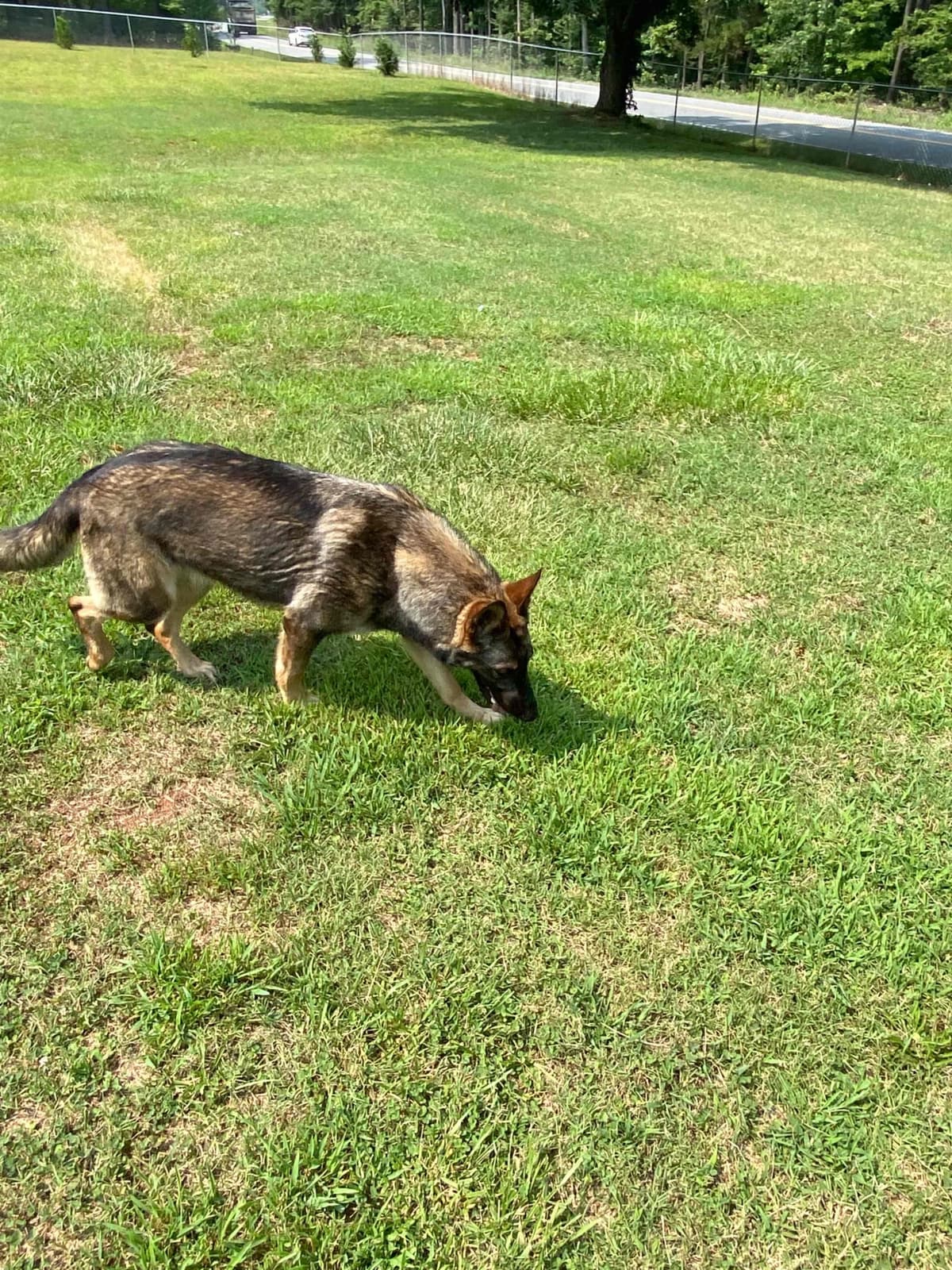 German Shepherd Dog Puppies breeder image 92