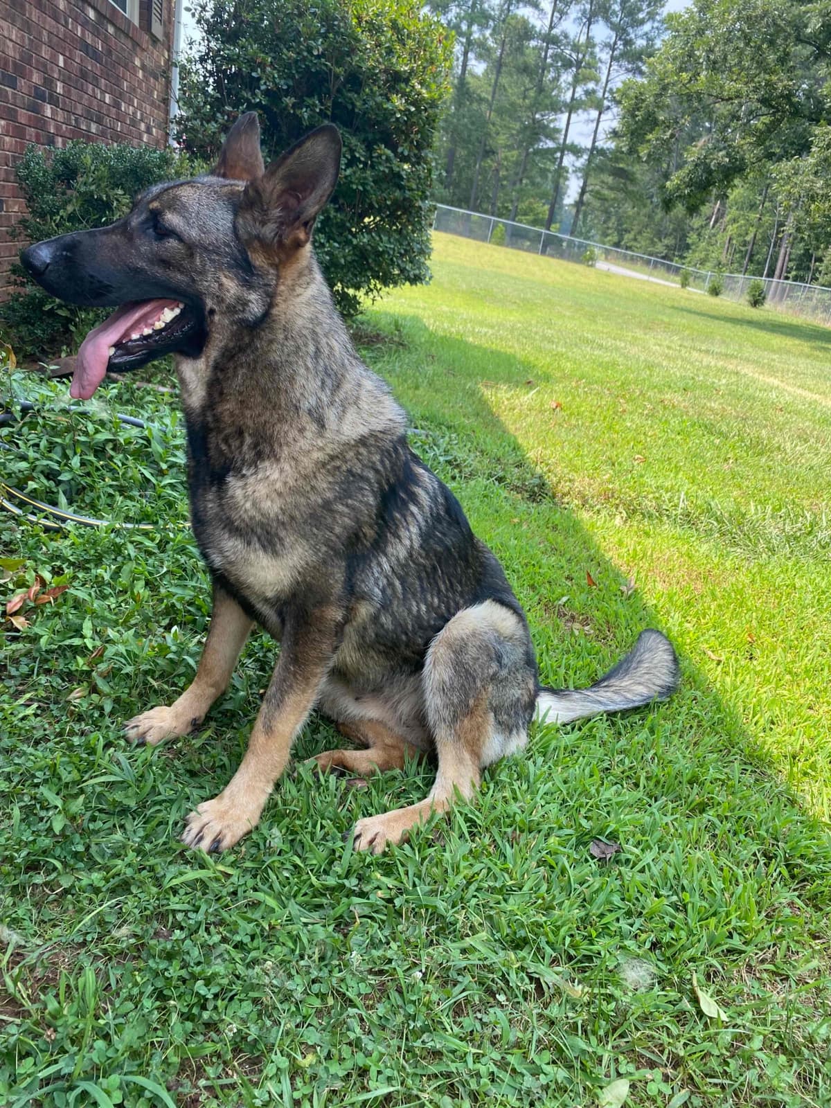 German Shepherd Dog Puppies breeder image 86