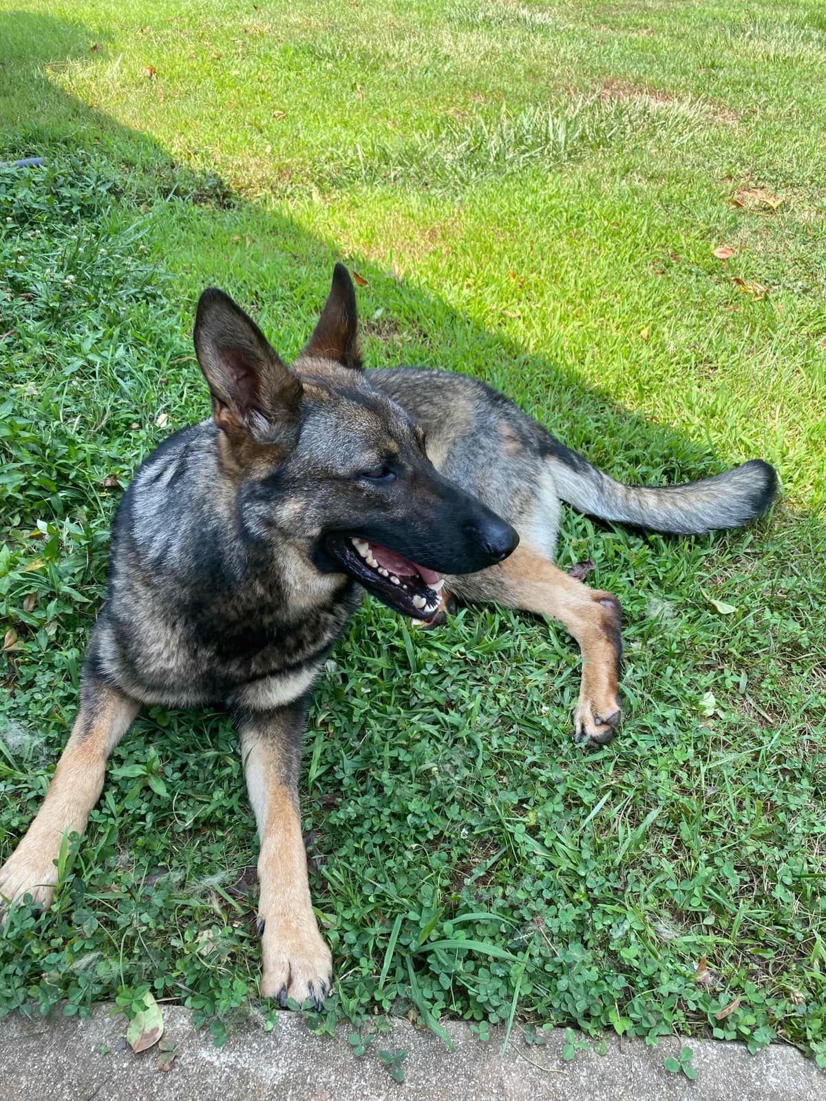 German Shepherd Dog Puppies breeder image 90