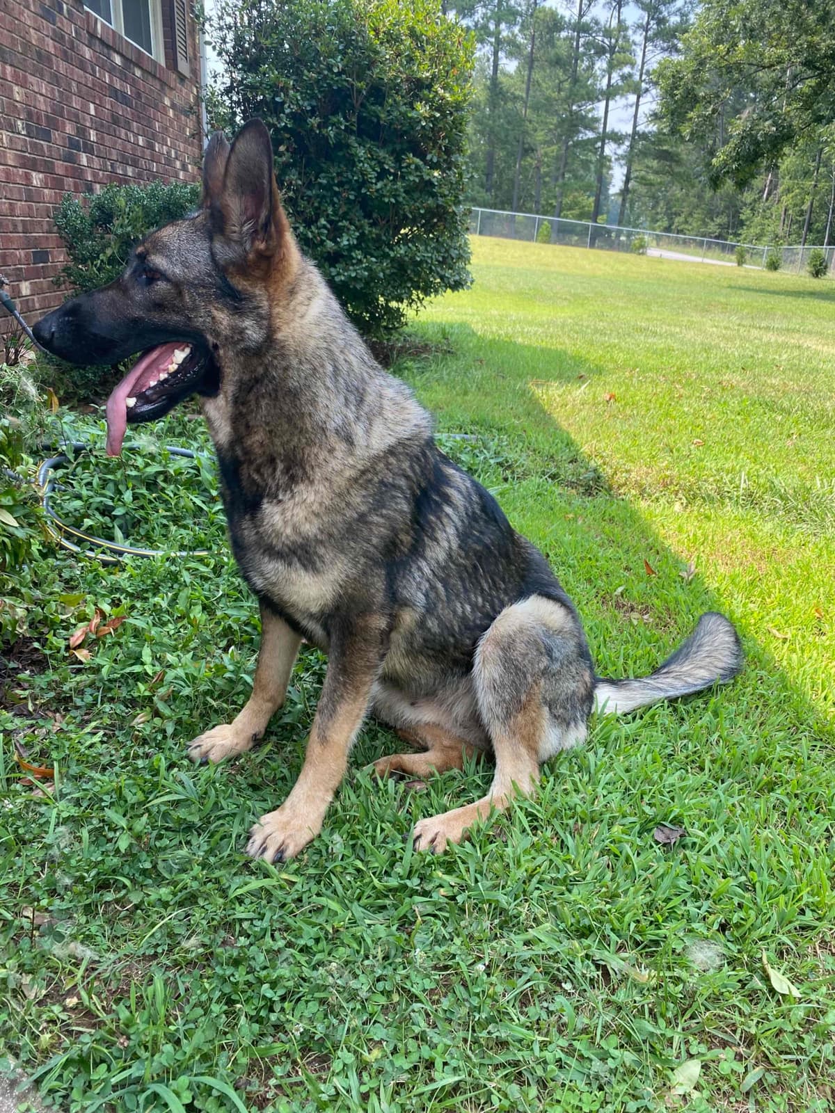 German Shepherd Dog Puppies breeder image 89