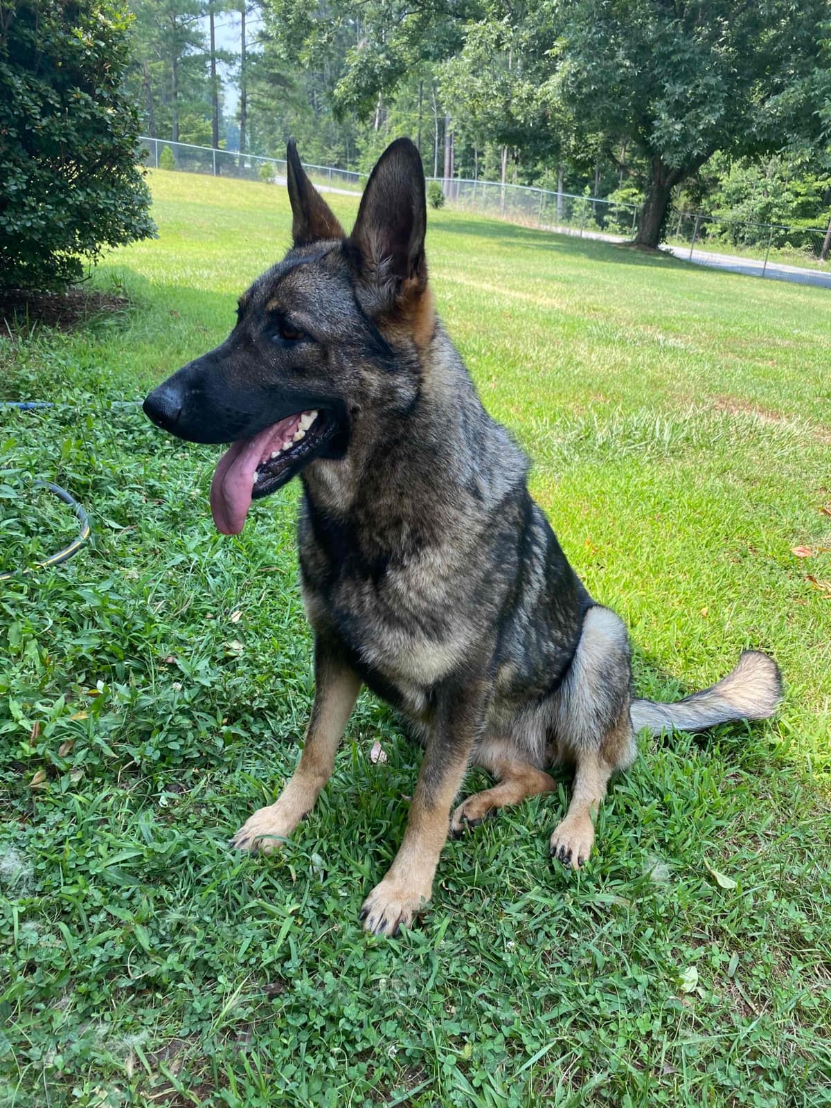 German Shepherd Dog Puppies breeder image 91