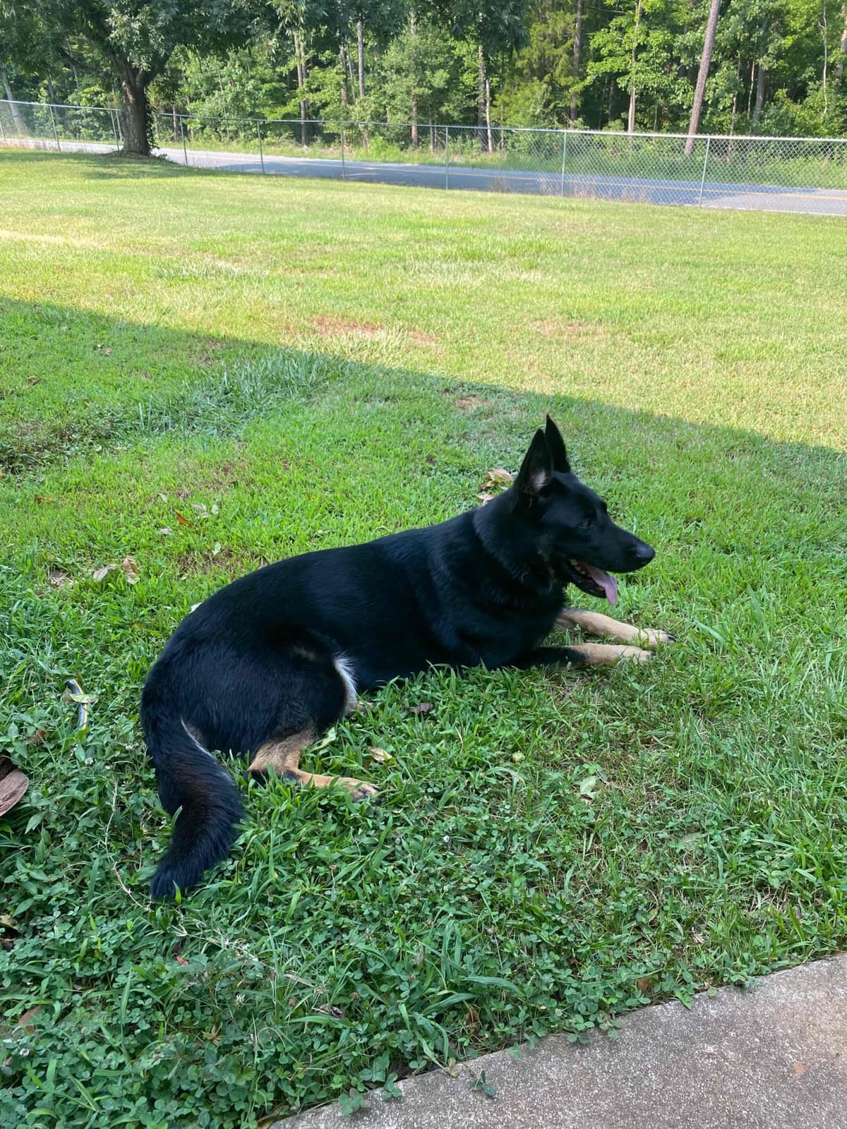 German Shepherd Dog Puppies breeder image 97
