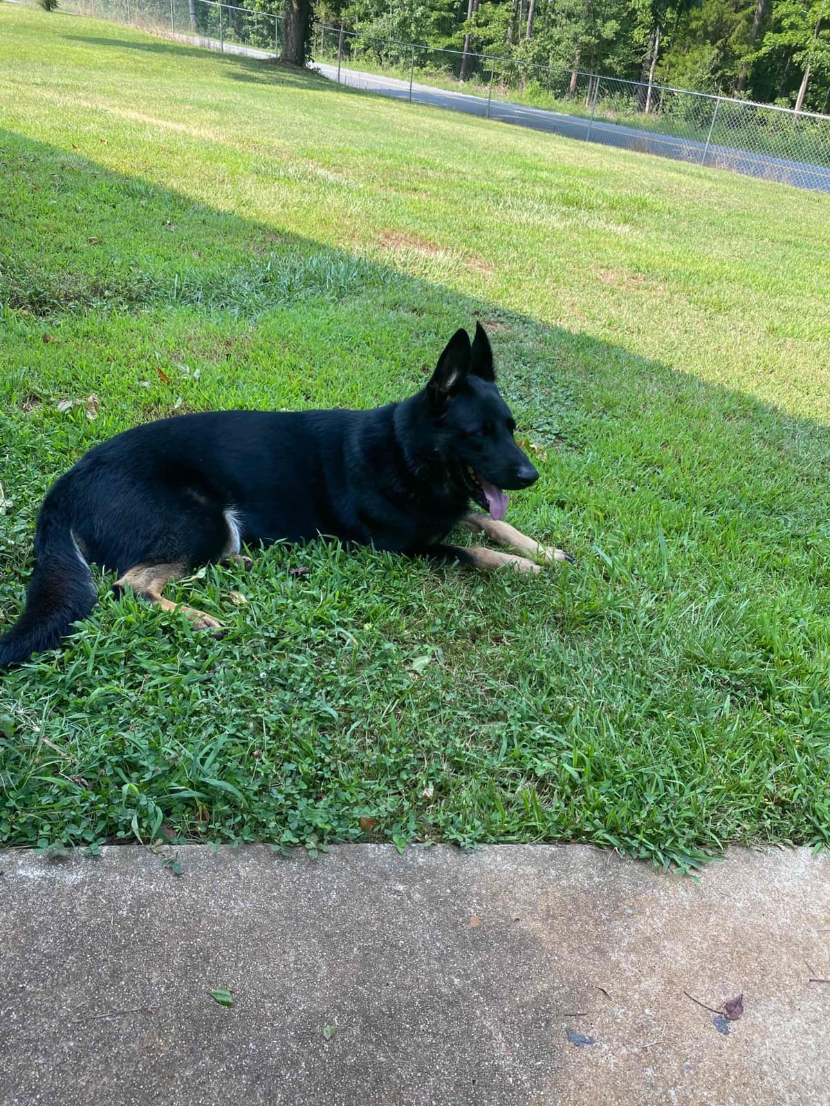 German Shepherd Dog Puppies breeder image 99