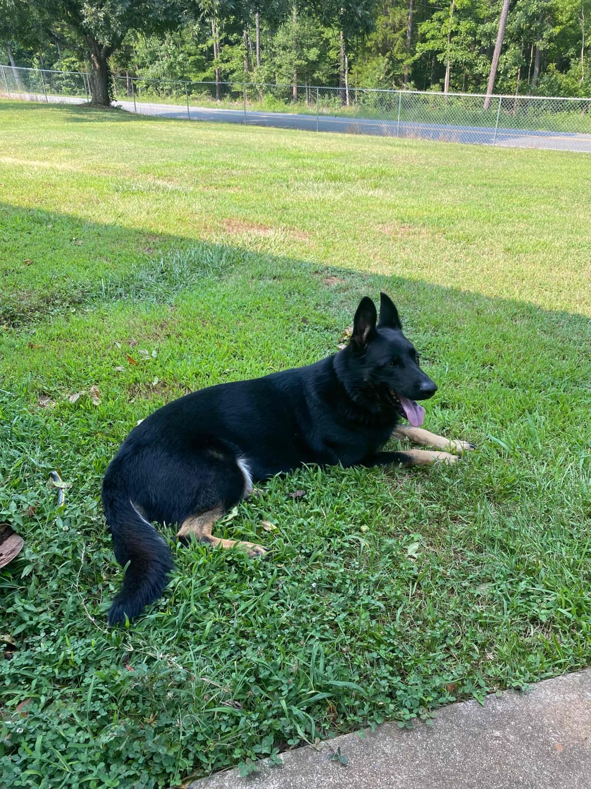 German Shepherd Dog Puppies breeder image 101