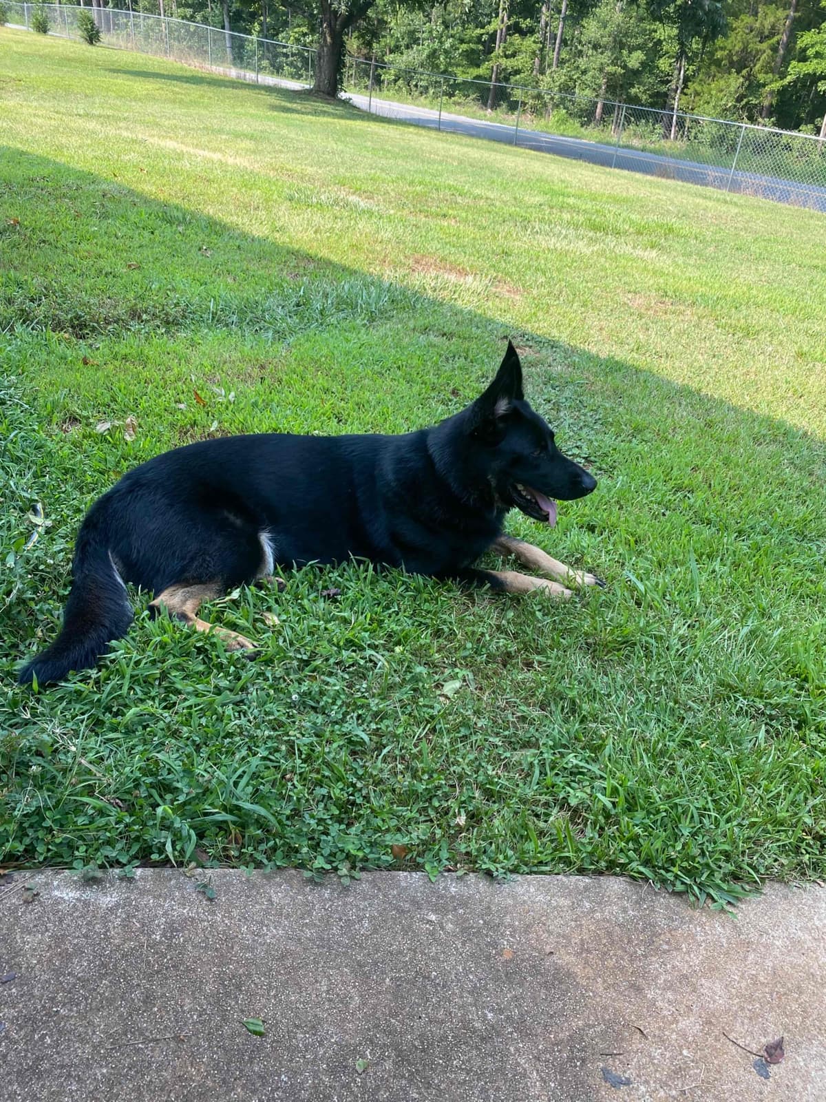 German Shepherd Dog Puppies breeder image 100